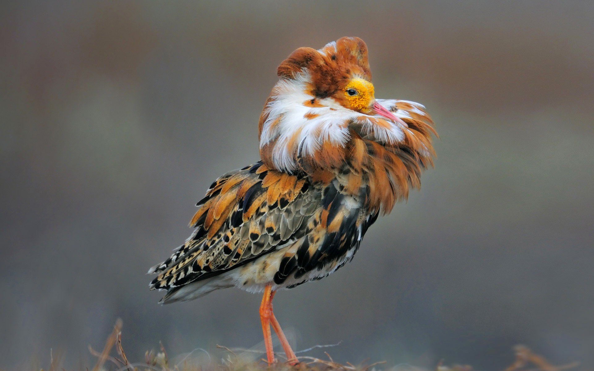 ruff