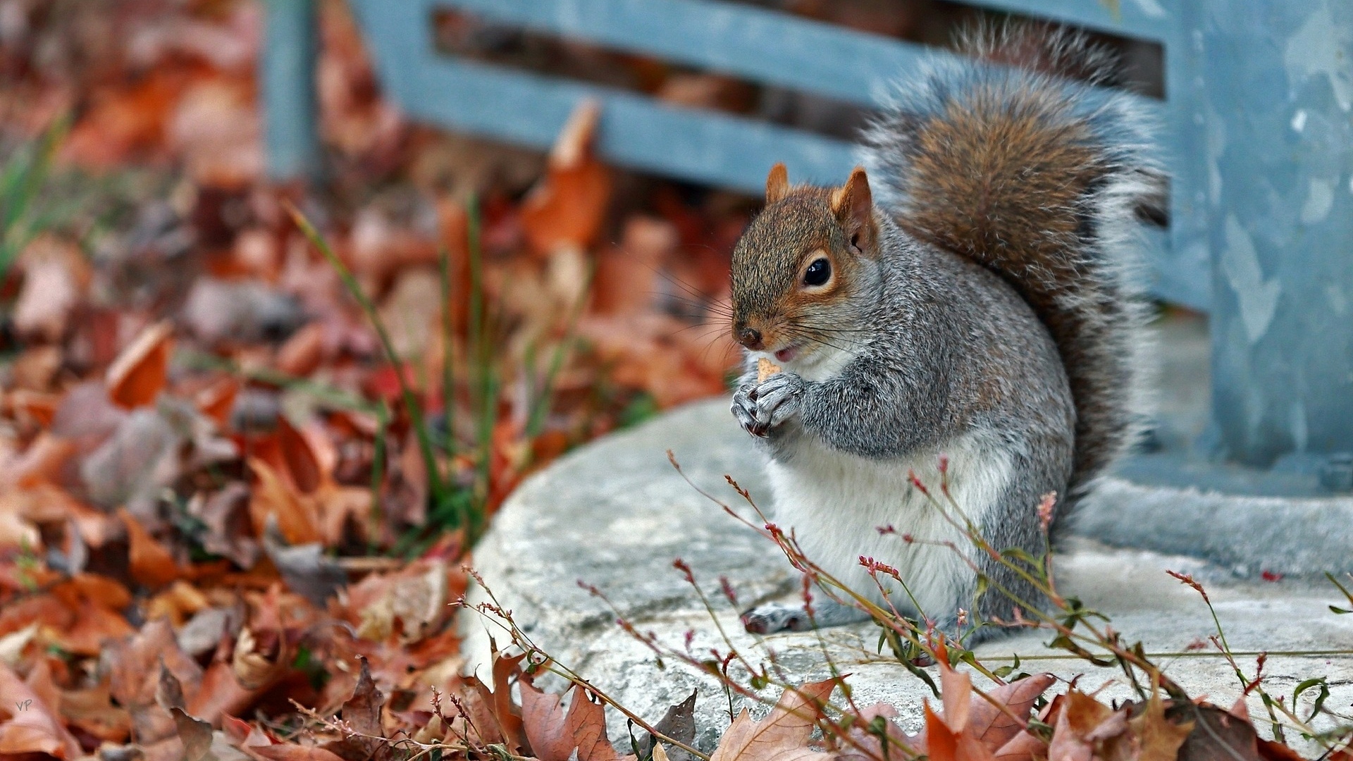 протеин, осень, хороший
