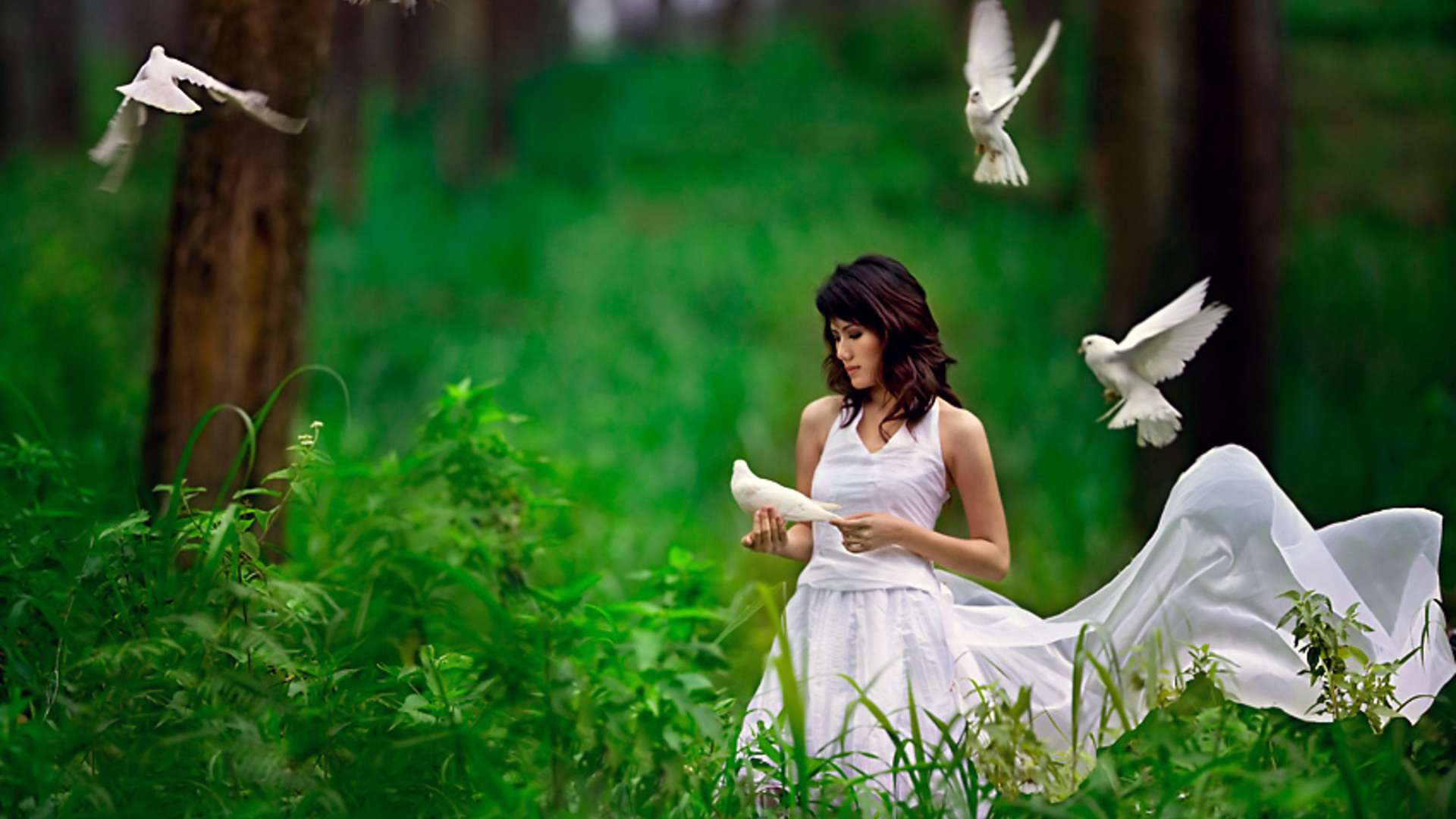 так, запуска, голубей