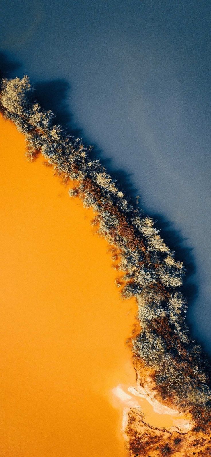 вид на группу деревьев на желтом и синем фоне