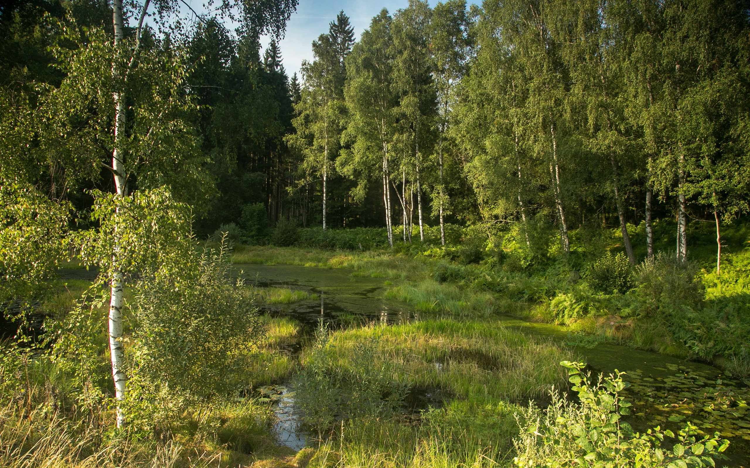 немецкое, лес, бавария