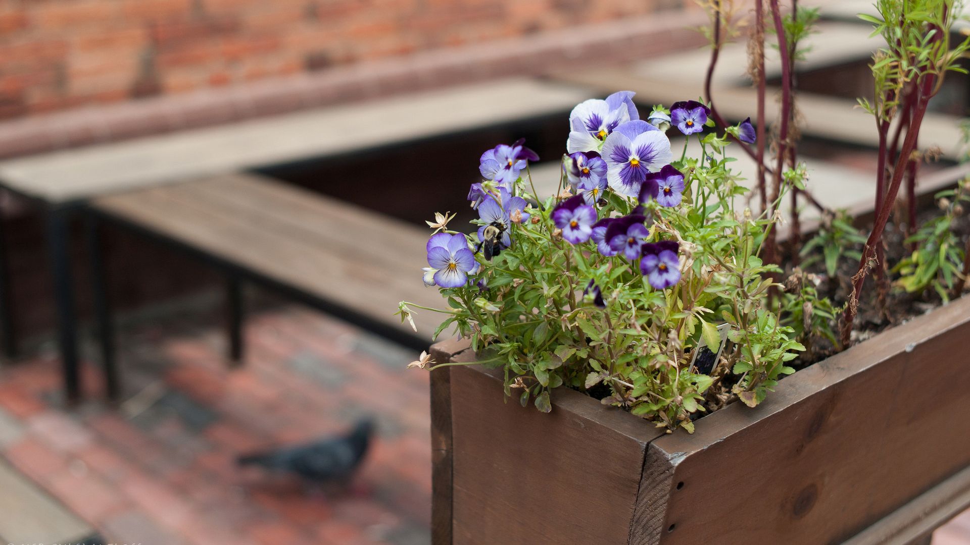 висел, триколор, трусики