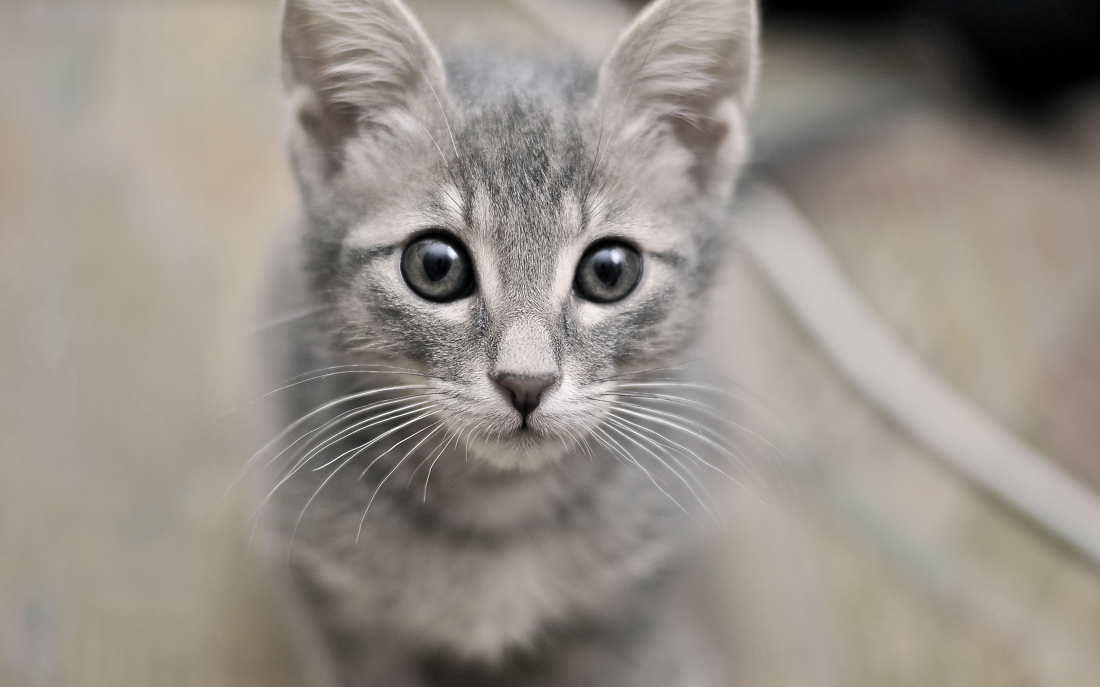 кот, котенок, глаз