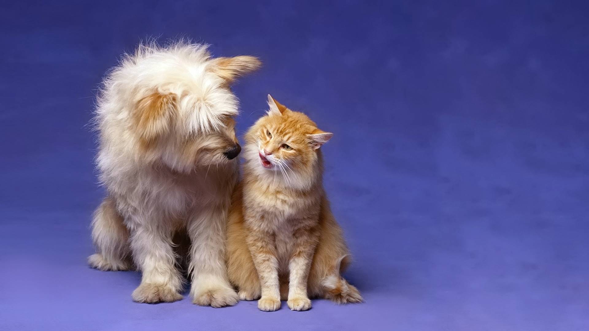 собака, кот