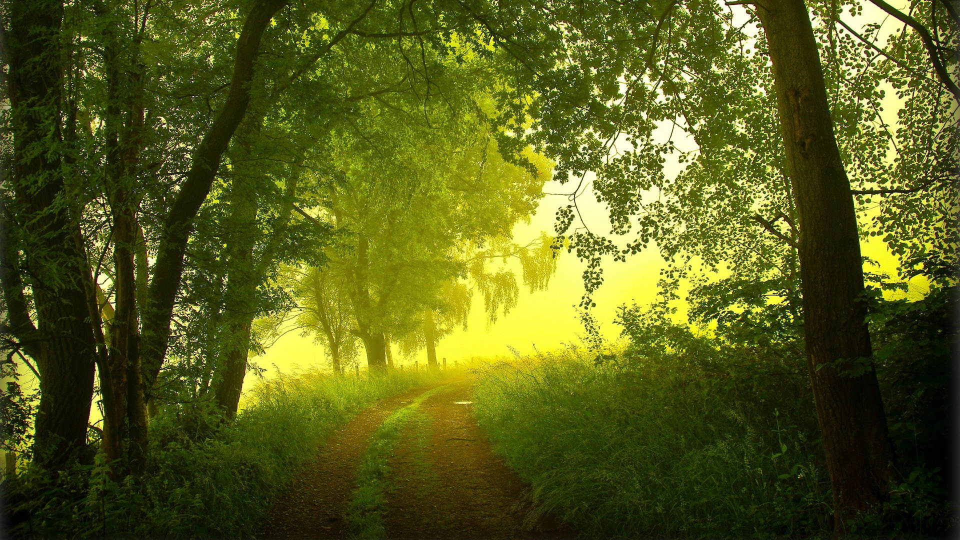Зеленая дорога в лесу без смс
