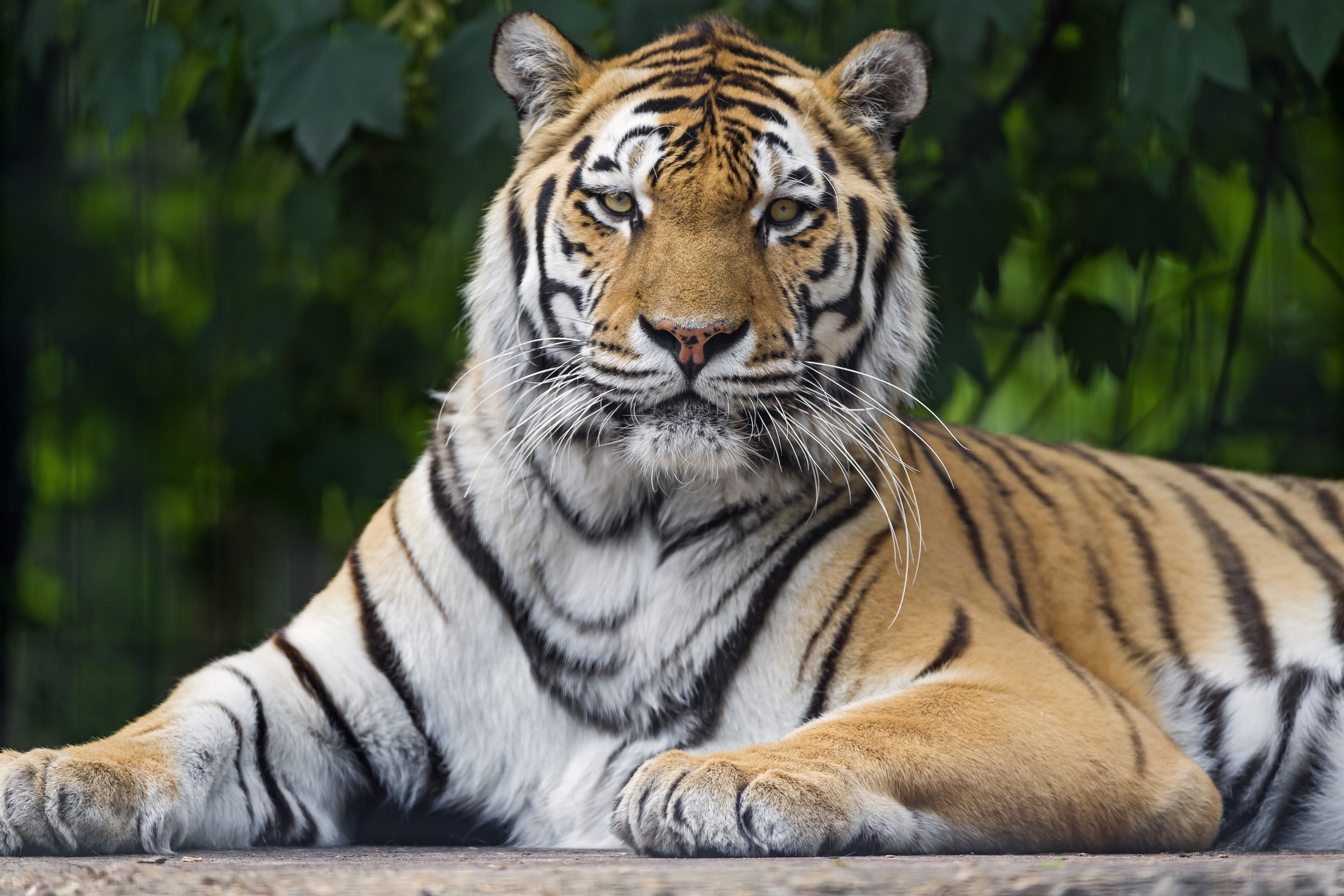 есть тигр, который лежит на земле