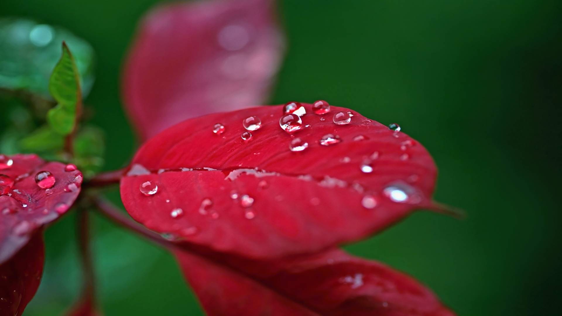 water, drop