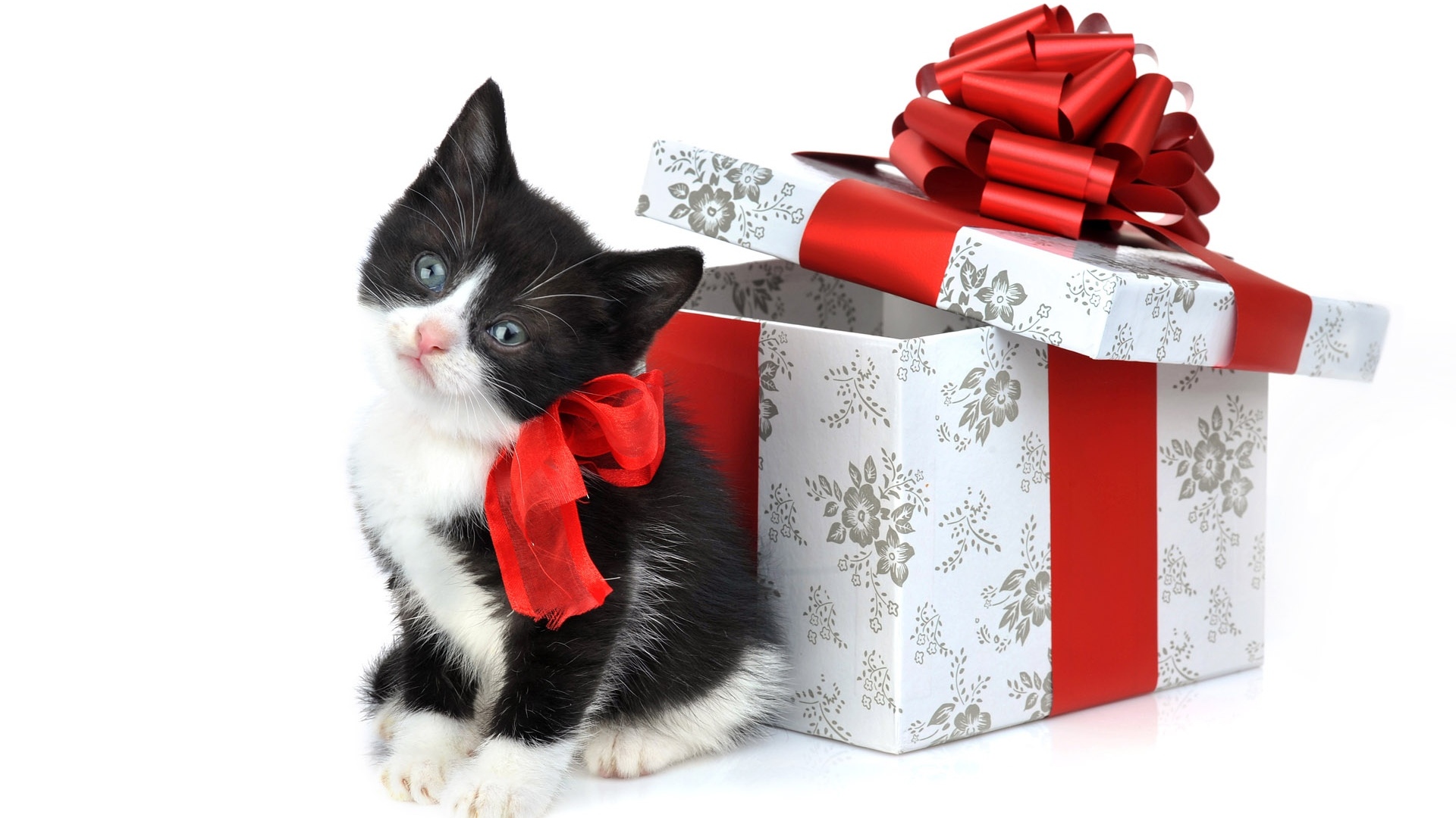 котенка, кошки, полезной