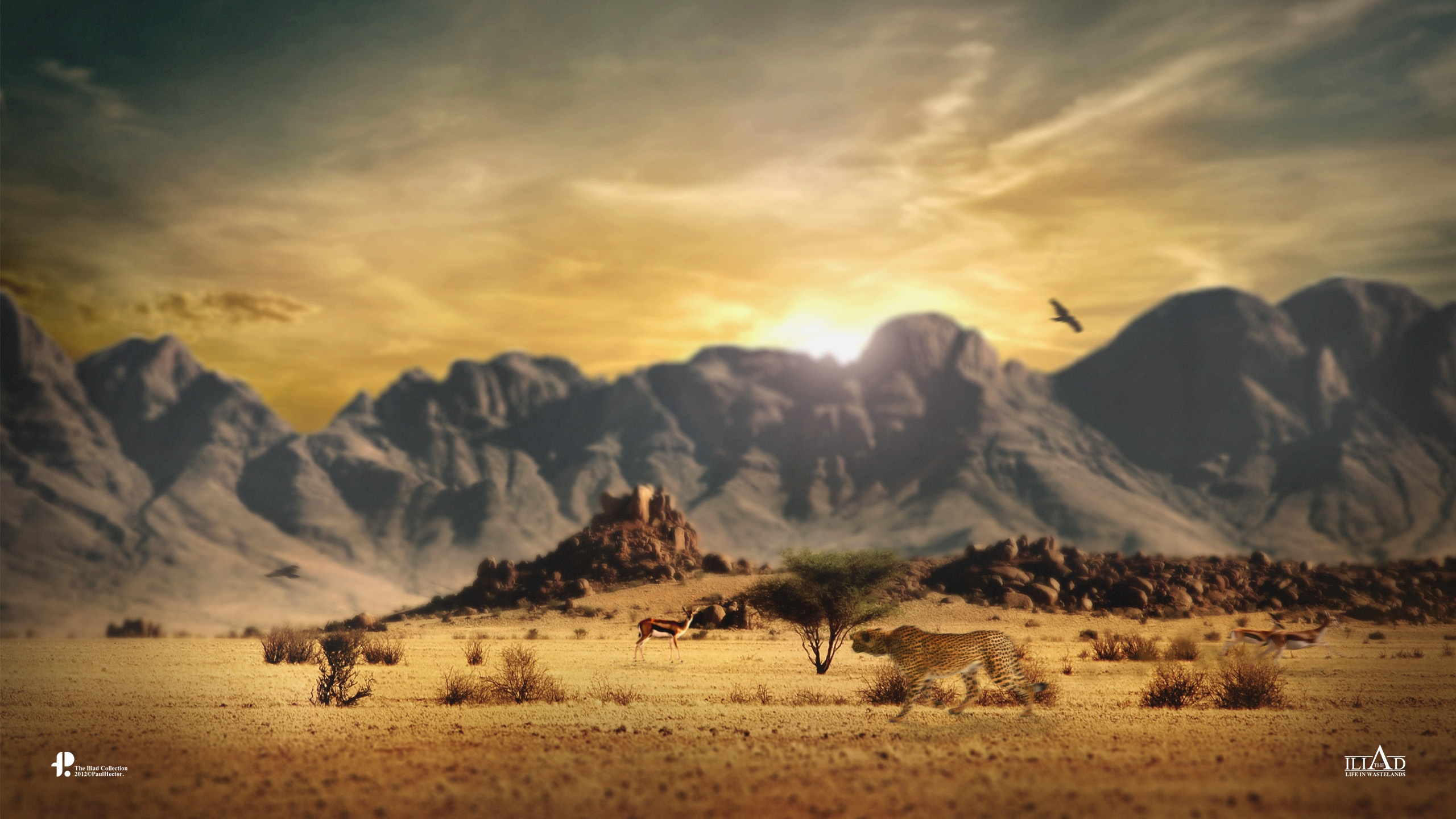 савль, гепепард, охота