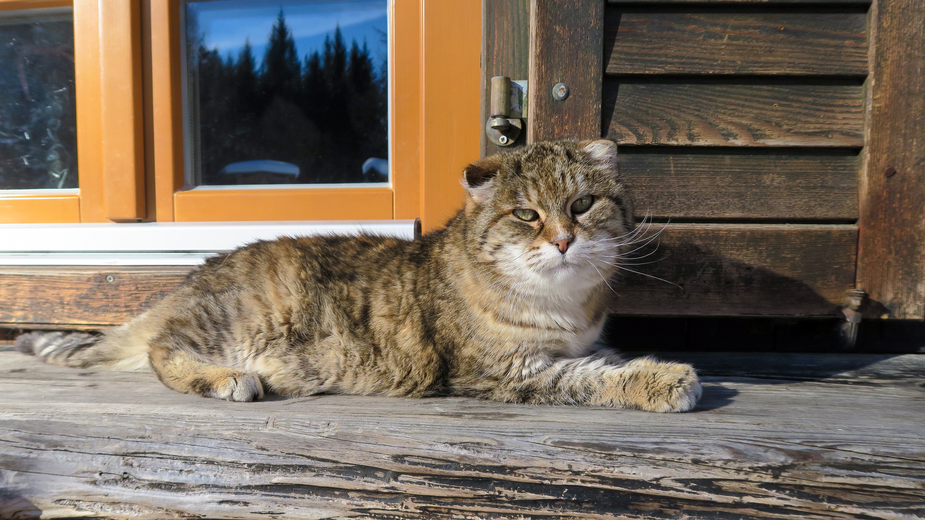 Animals sun house. Деревенская кошка. Кот в деревне. Сельский кот. Большой деревенский кот.