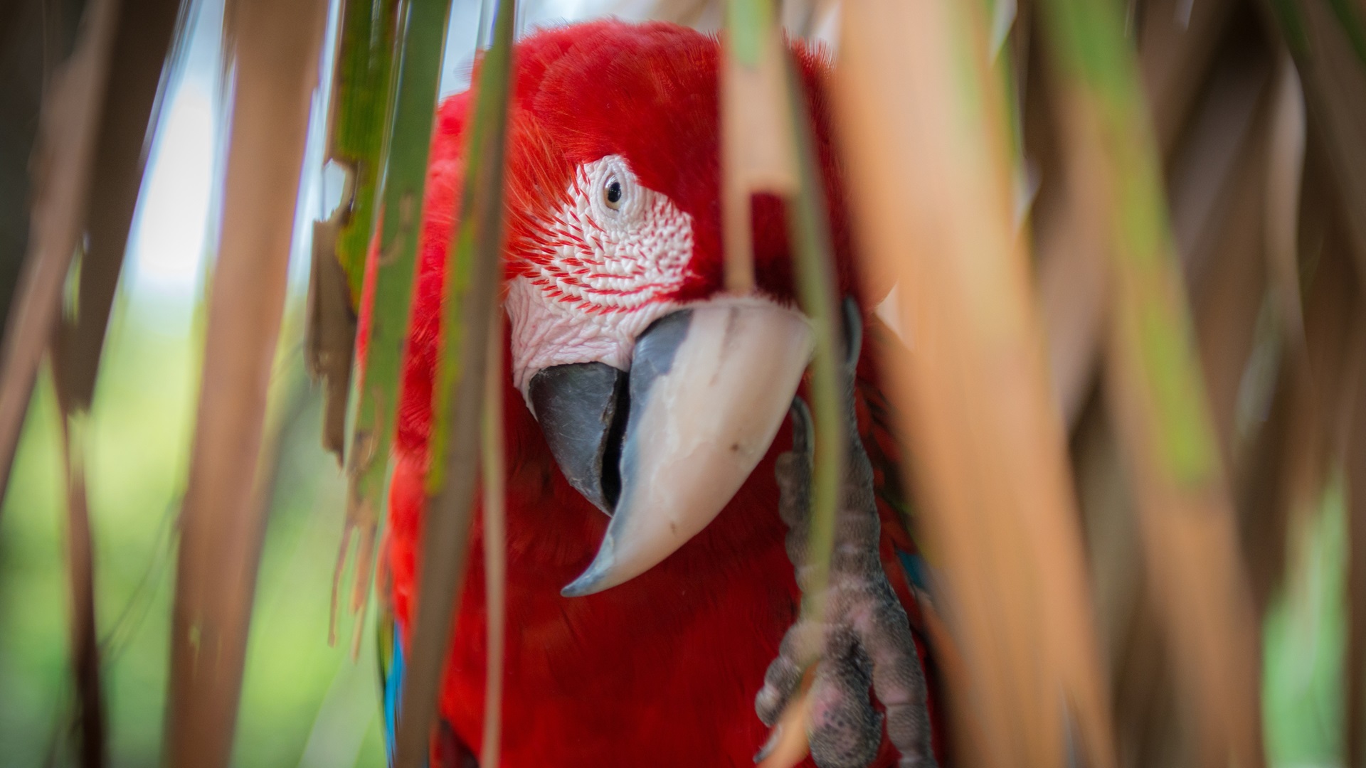 macaw, красный, англ