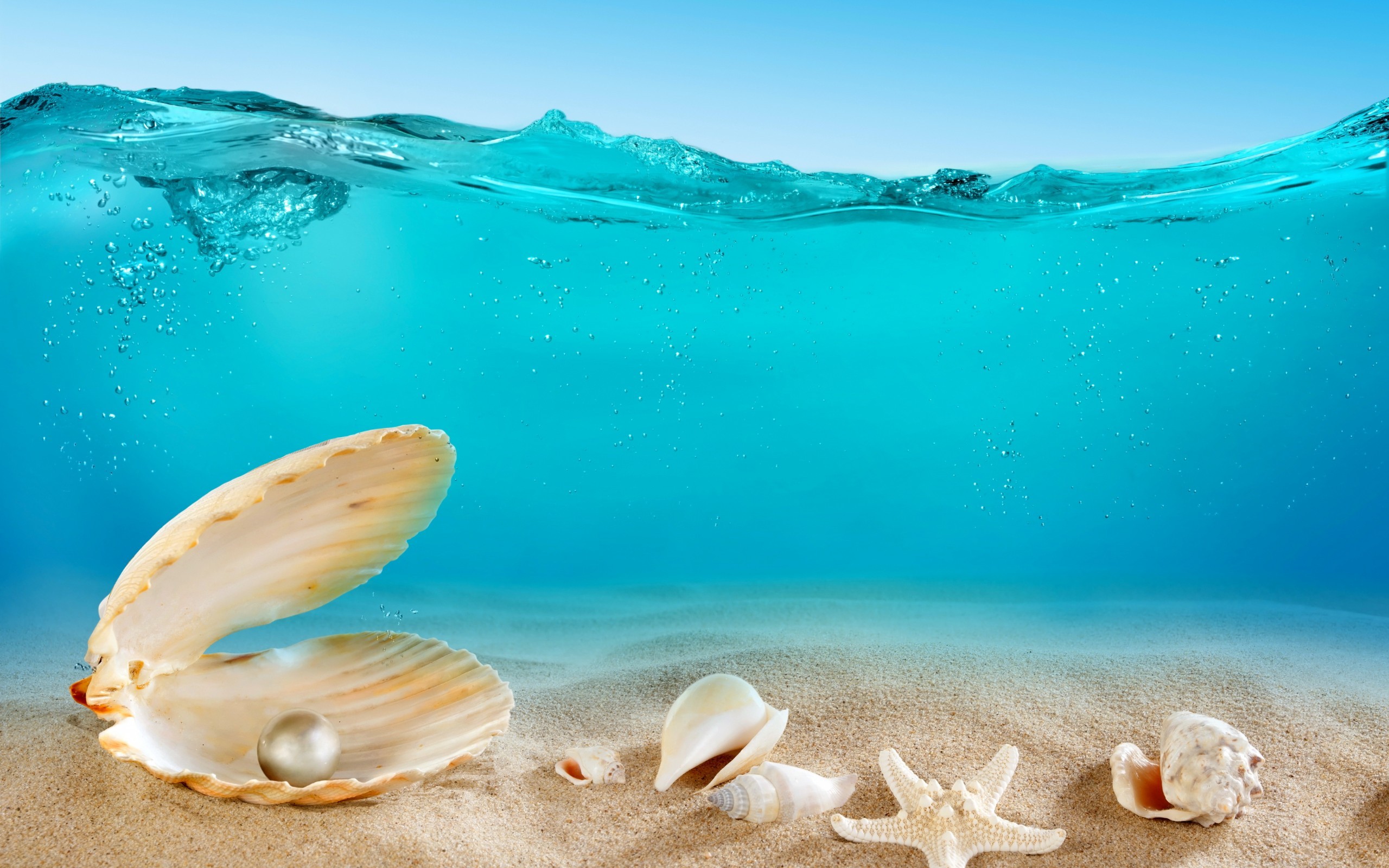 морские раковины, море