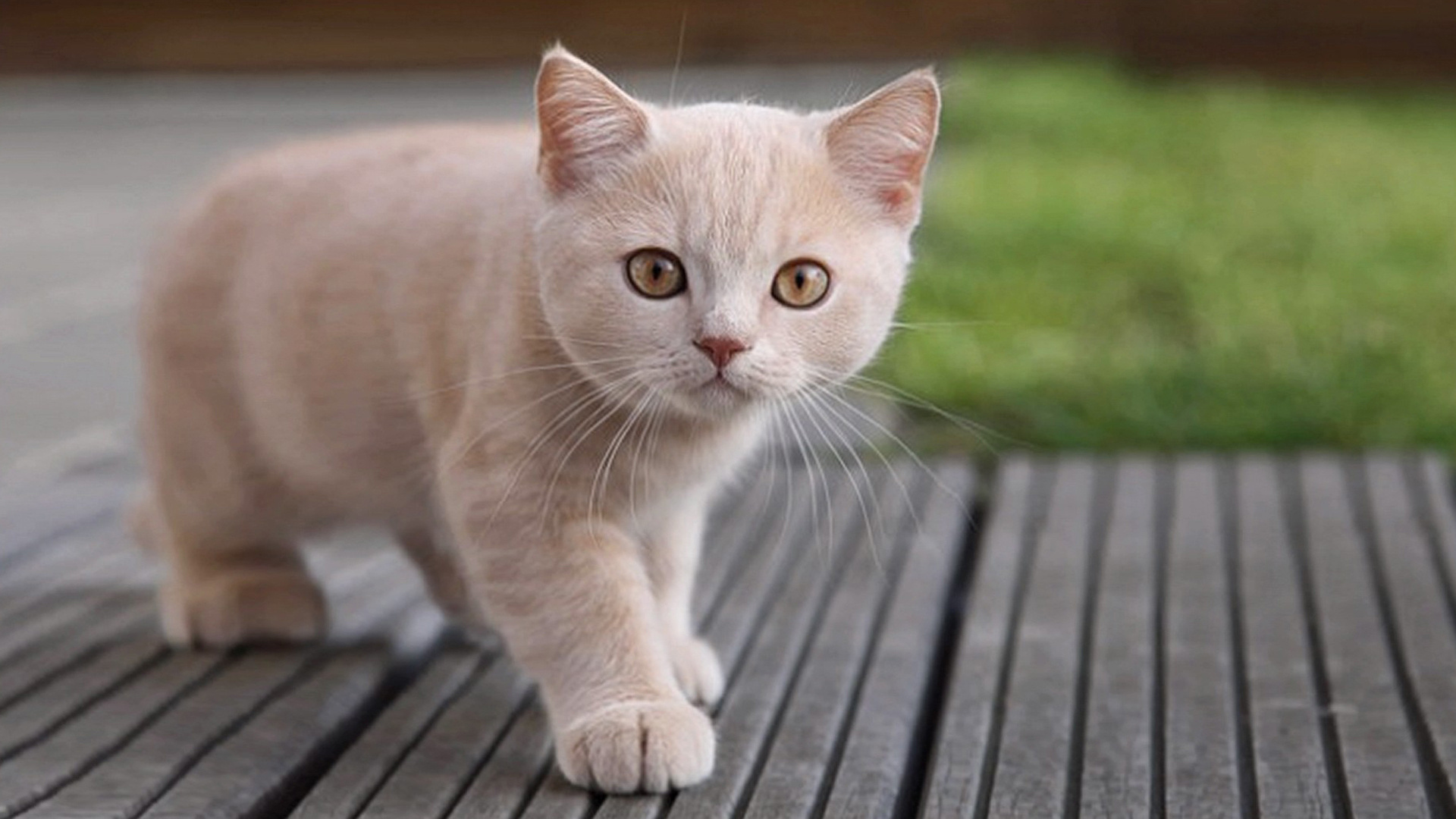 котенок, светлый