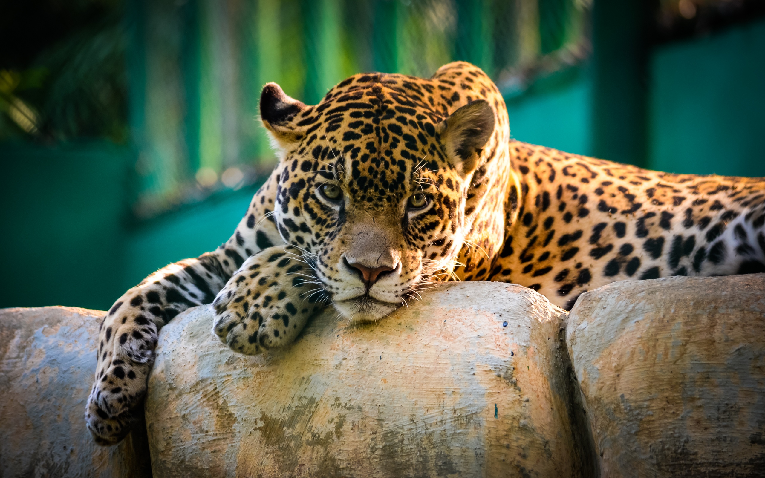 jaguar, ecran, ласки