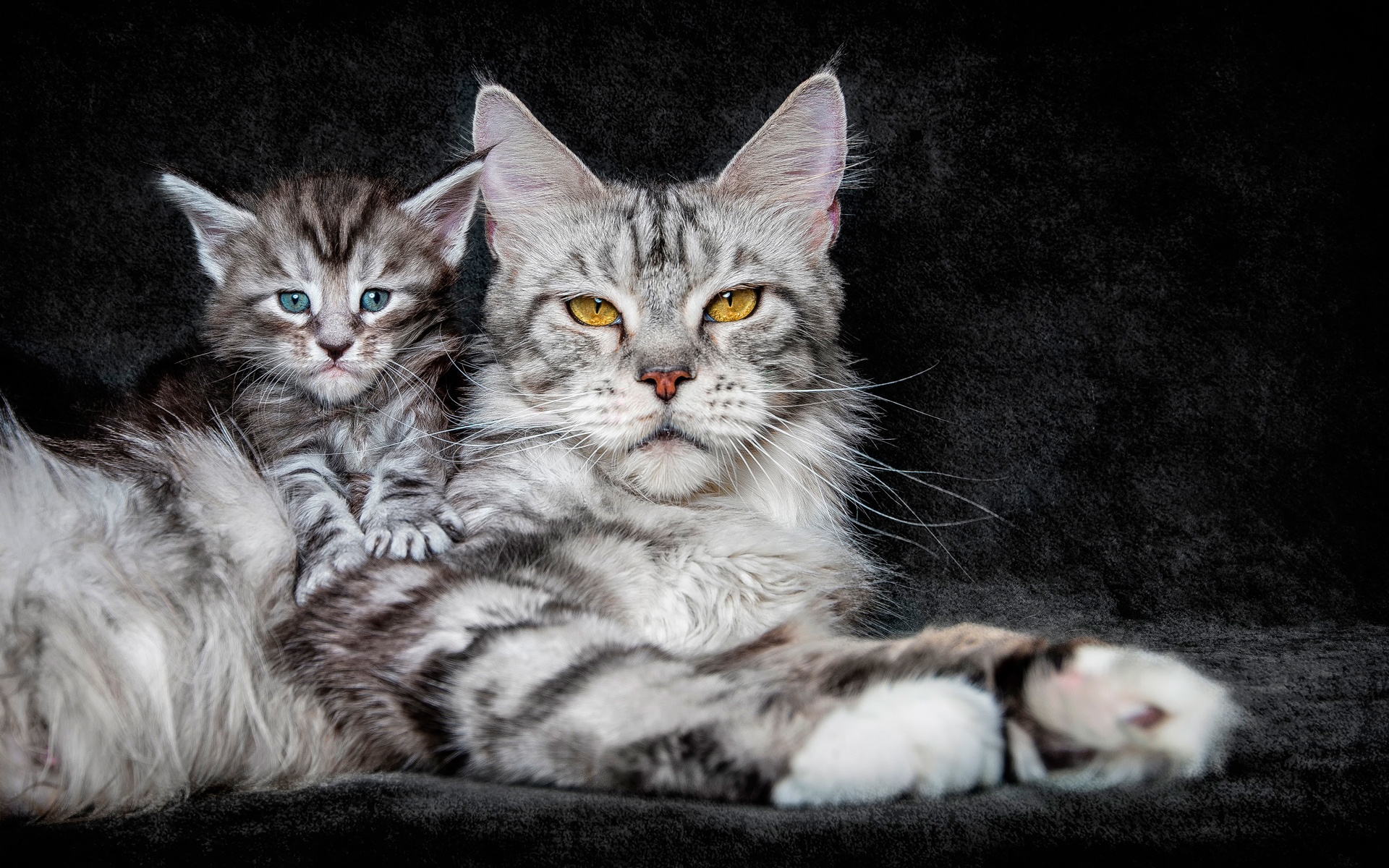 псевдоним, котенок