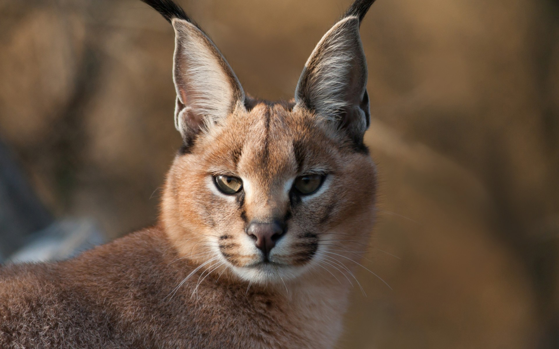кошки, кисточками, ушах