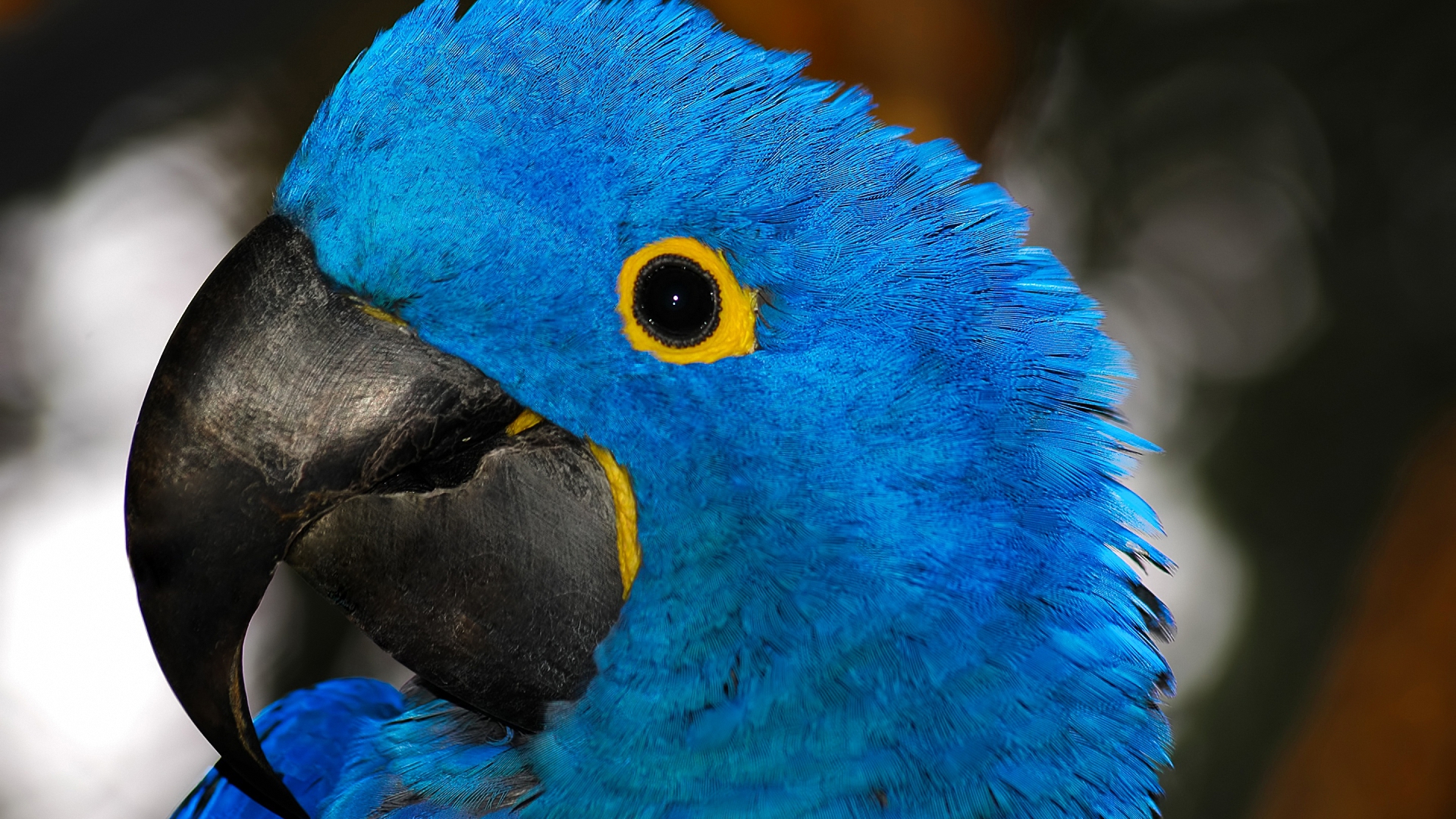 azul, animal, почерпнуть