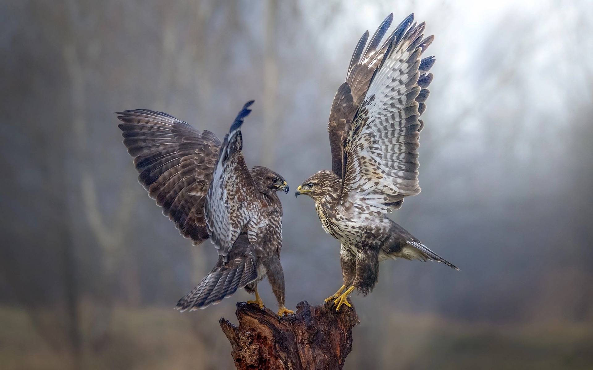 перепелиник, животное