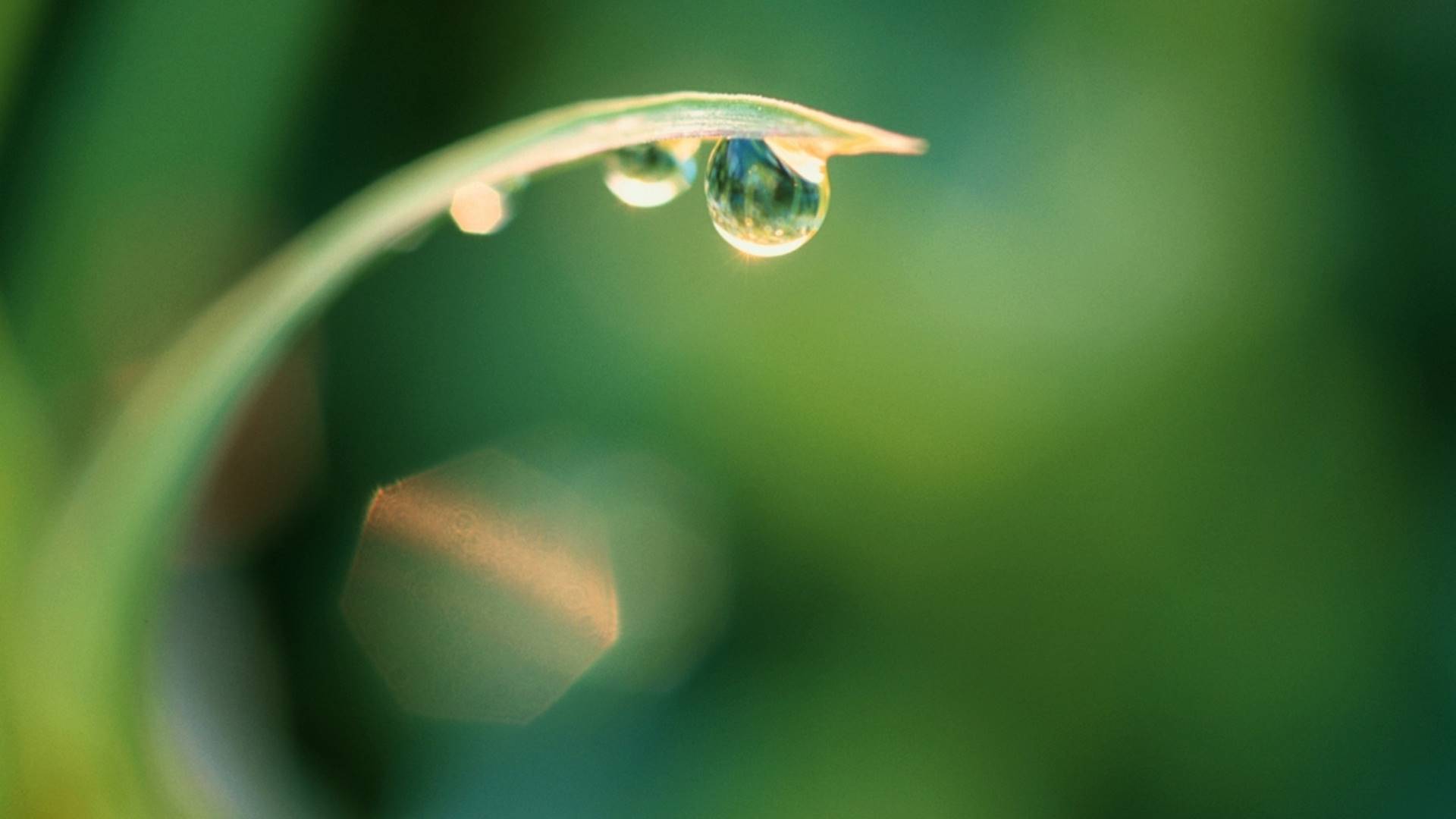капля, вода, роса