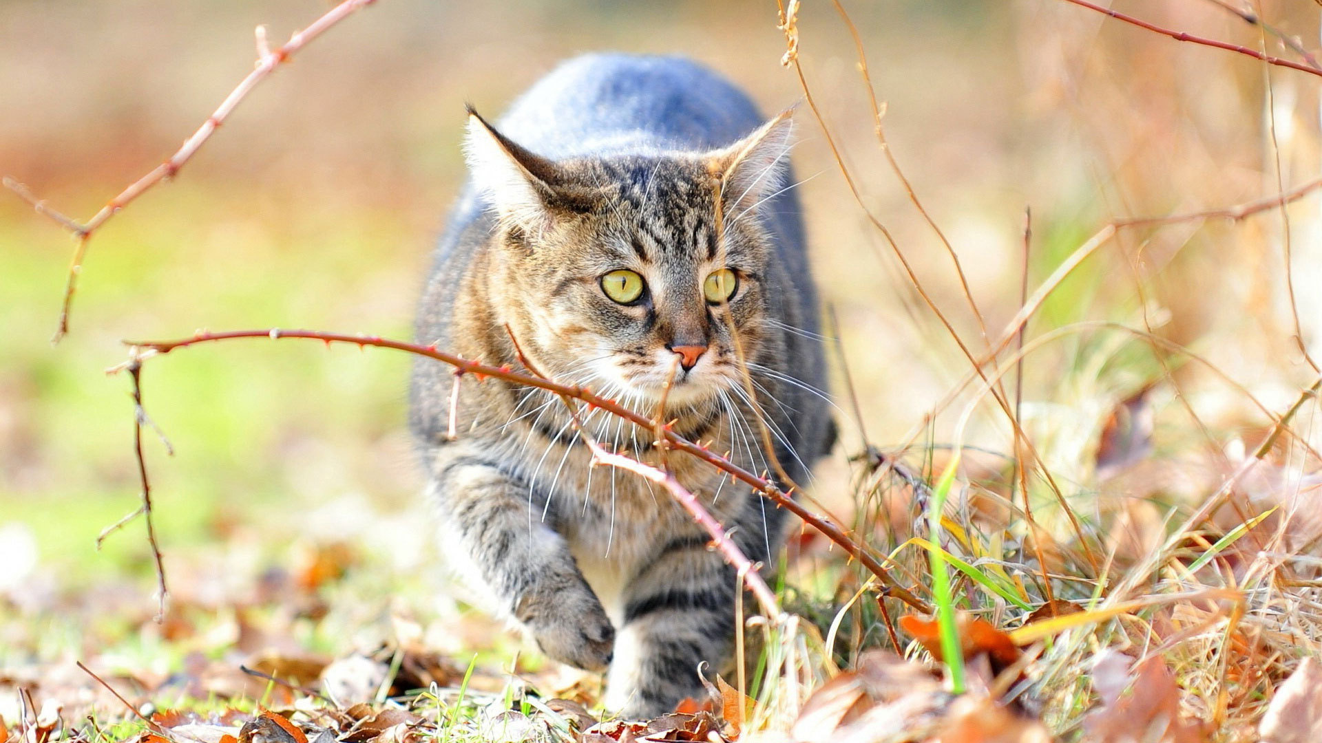 кошка гуляет по траве и листьям
