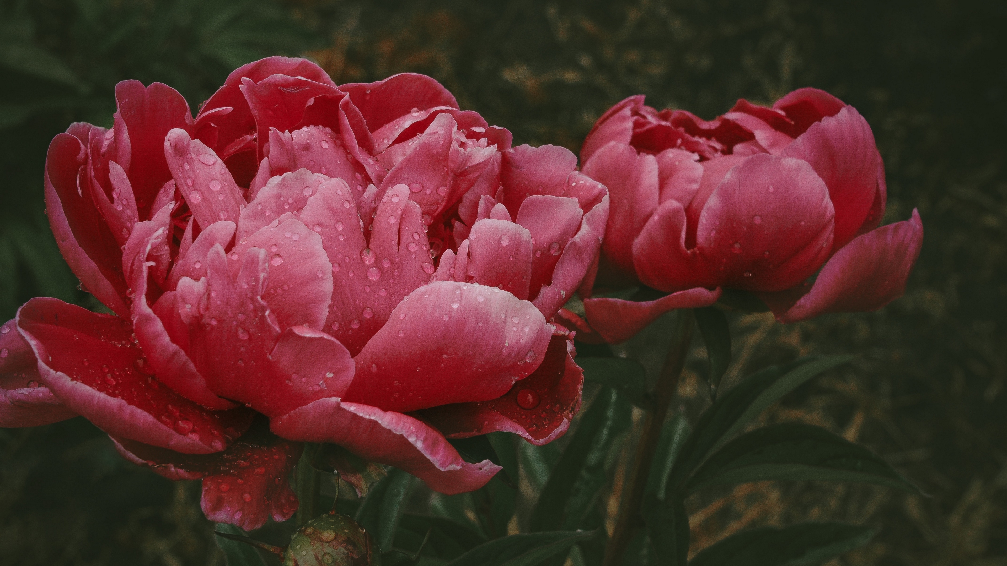 цвета, средняя, социальная