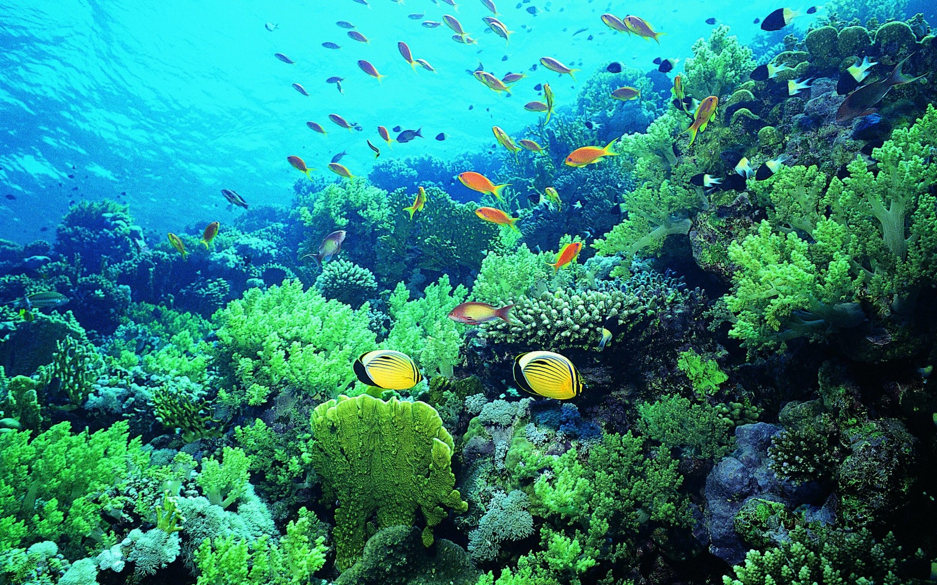 nusa, penida, under