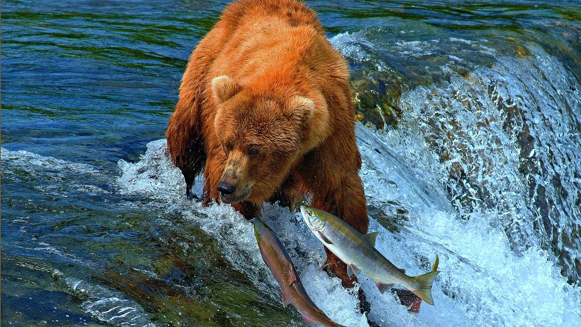 рыба, медь, вода