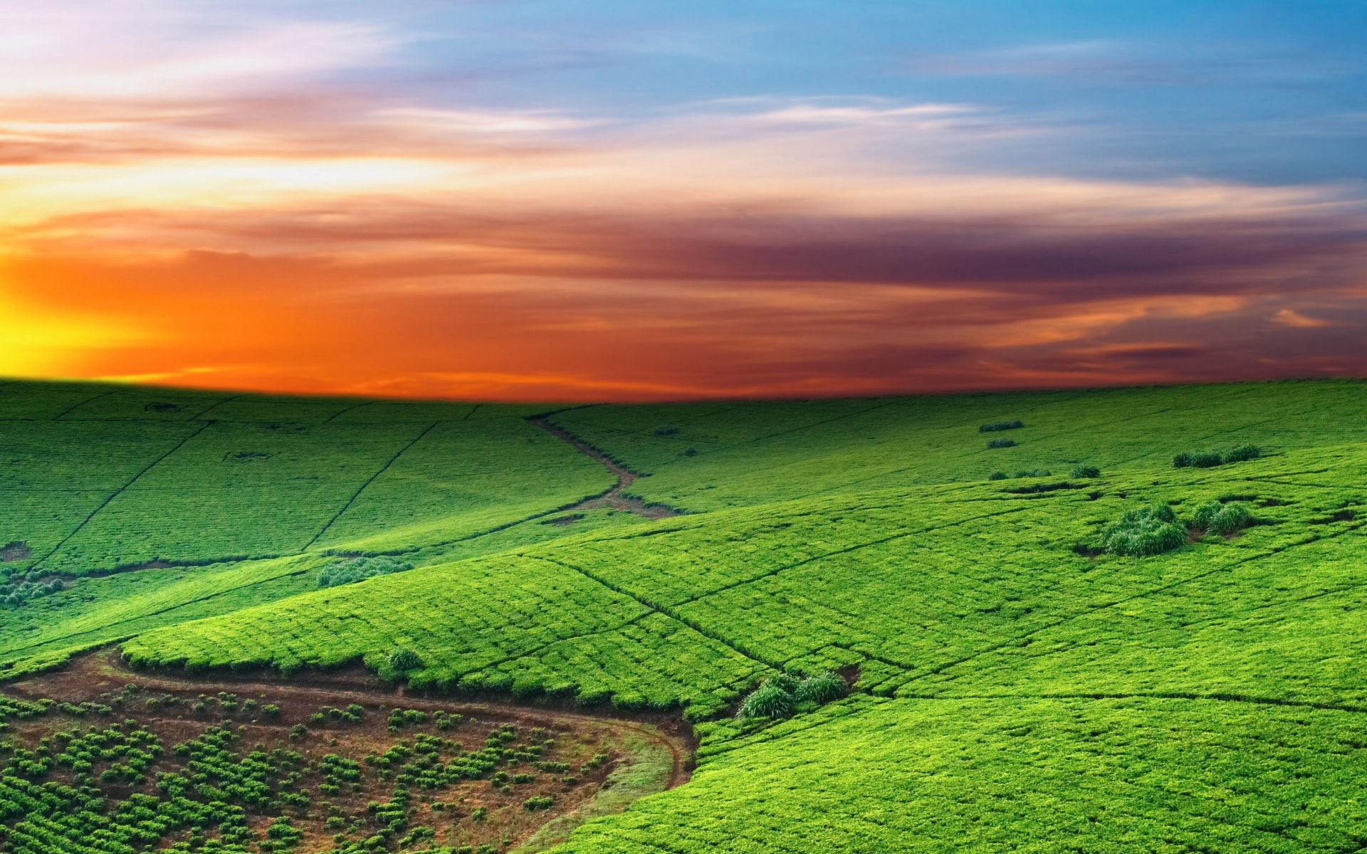 поля, поле, вид