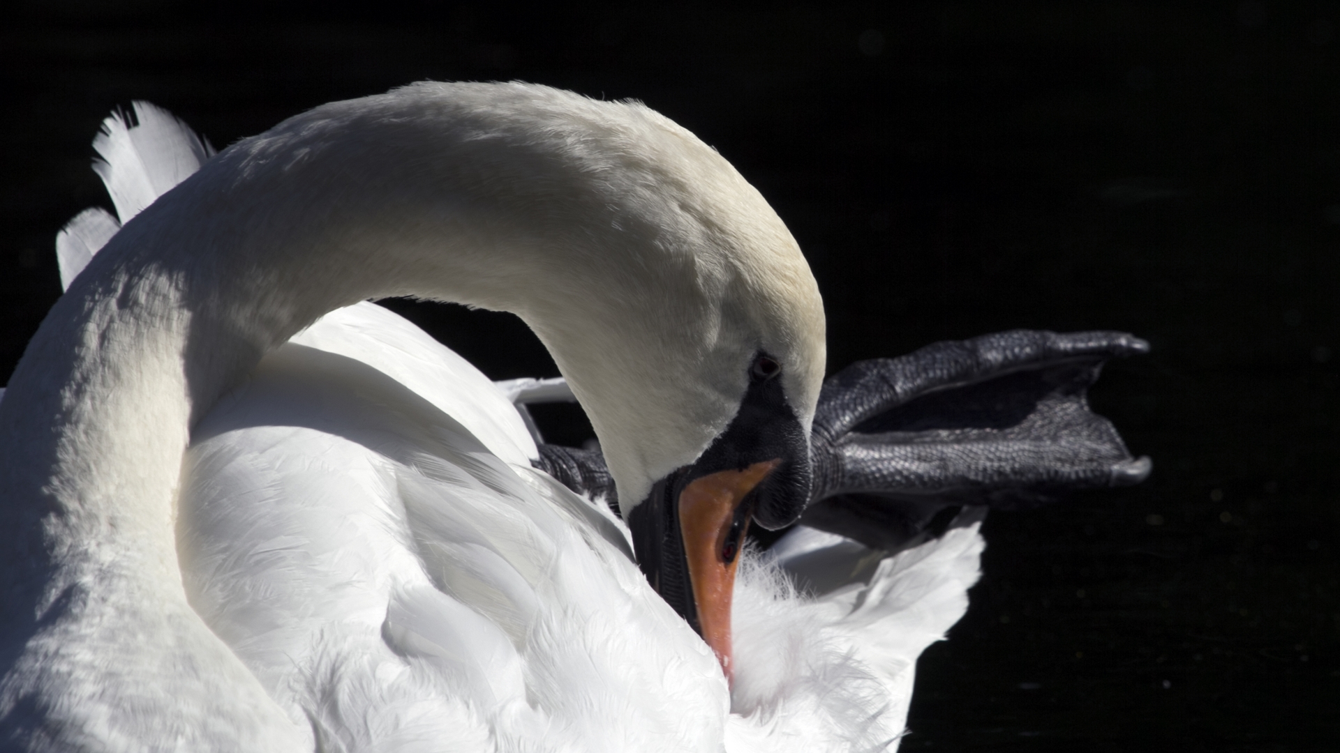 араф с черным клювом и белым телом и черной головой