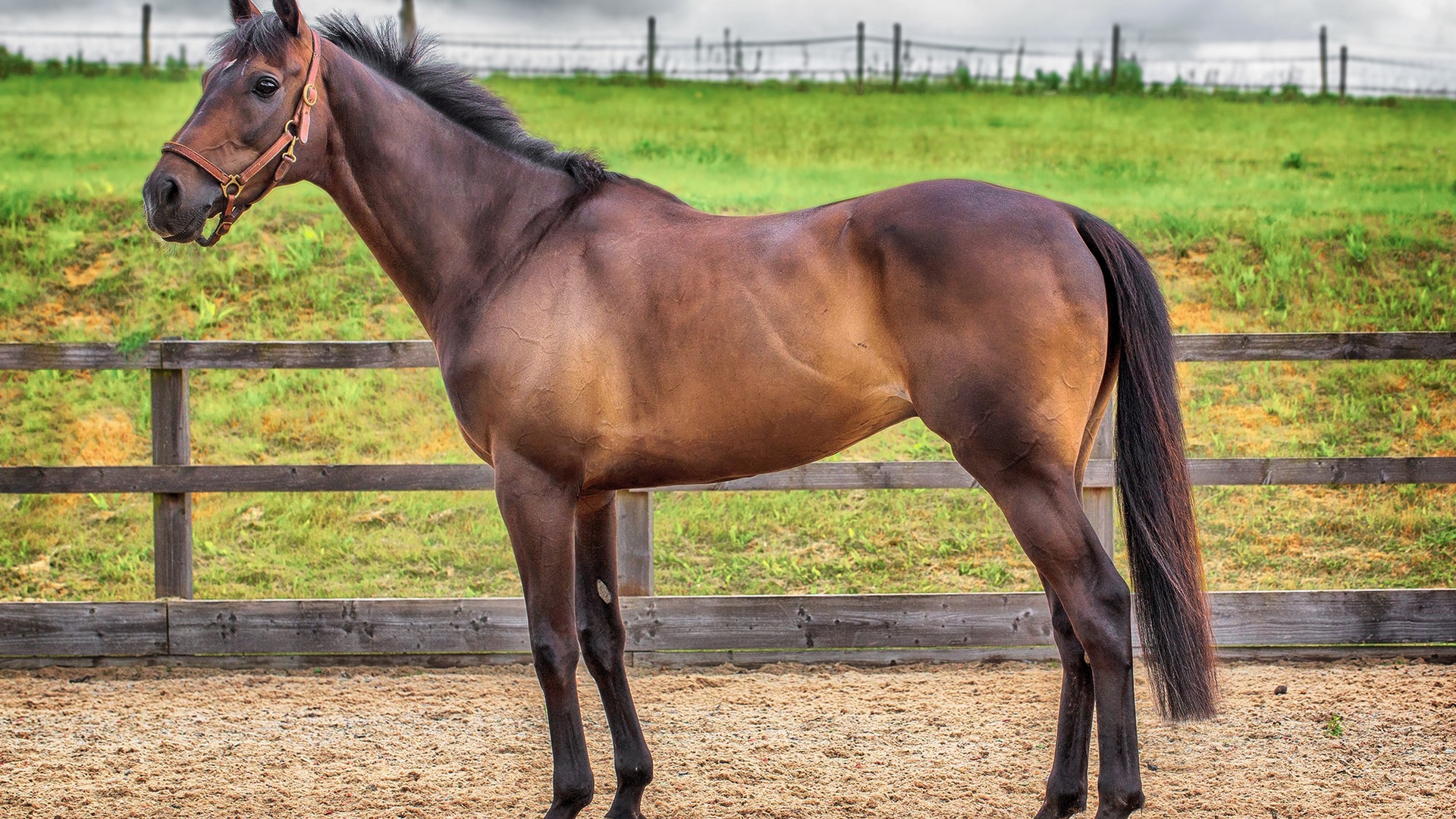 leírá, нинкс, címet