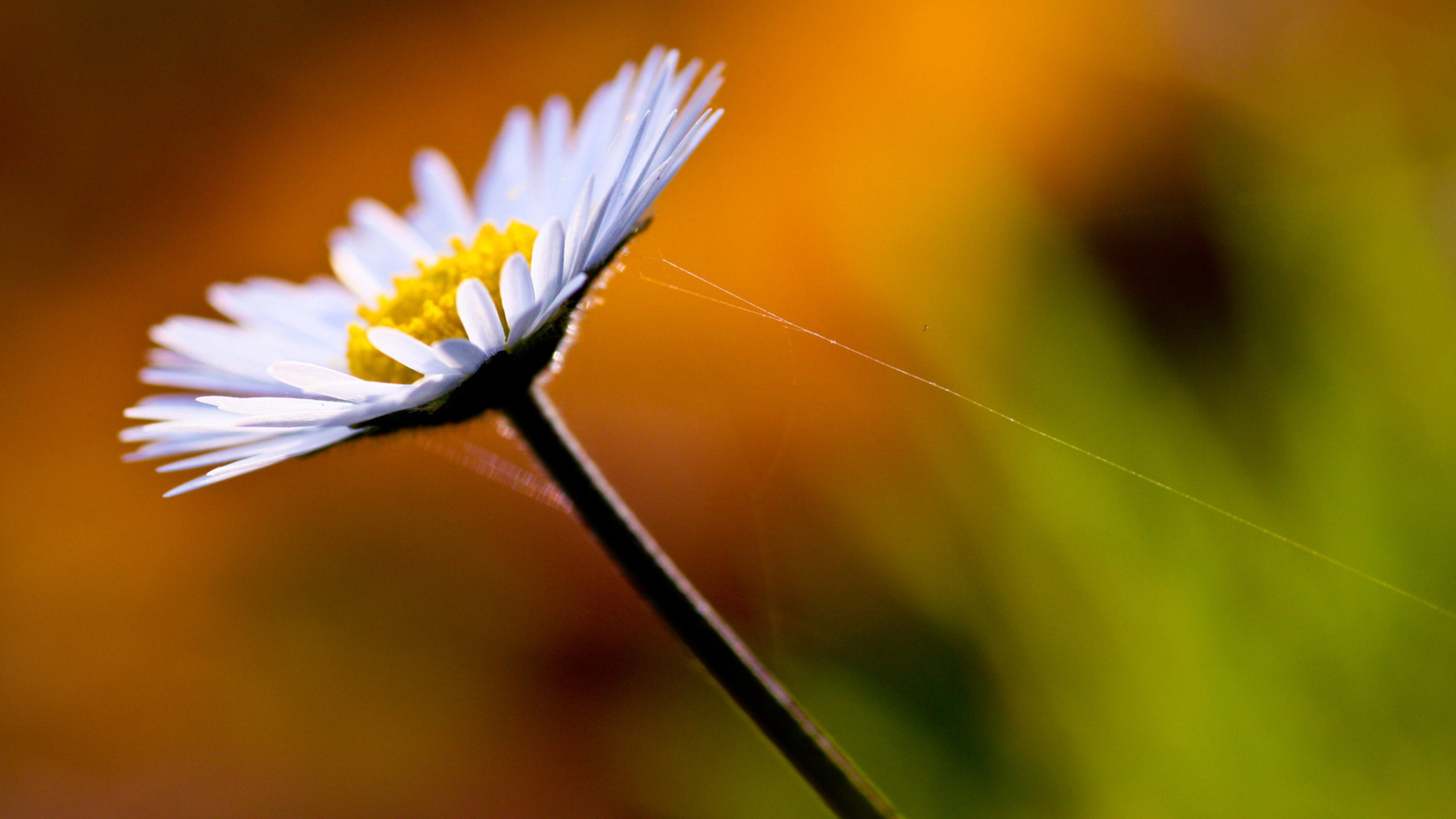 ромашка, full, цветы