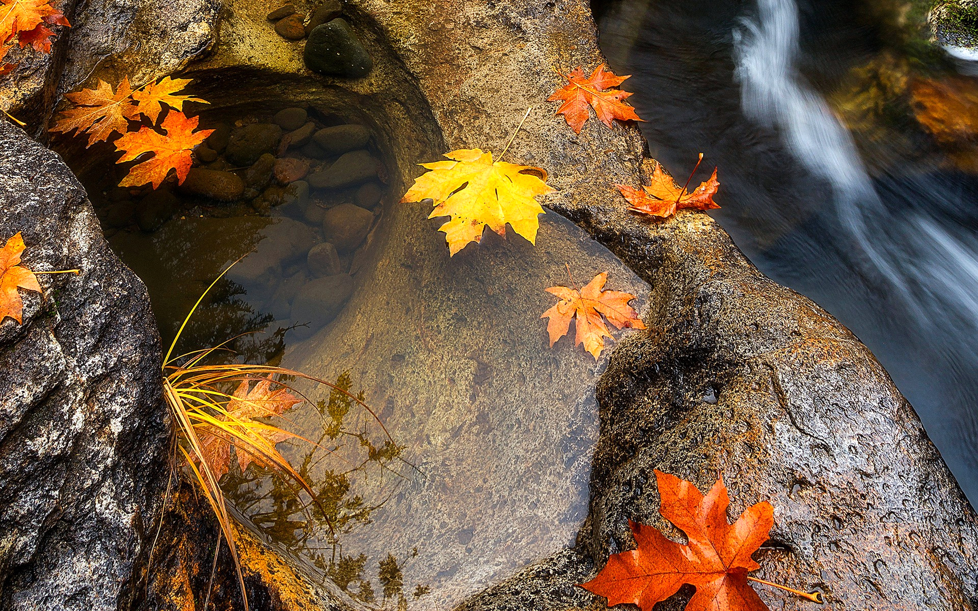 Попав в листья вода с поверхности. Листья в ручье. Осень вода. Листья на воде. Осенние листья на воде.