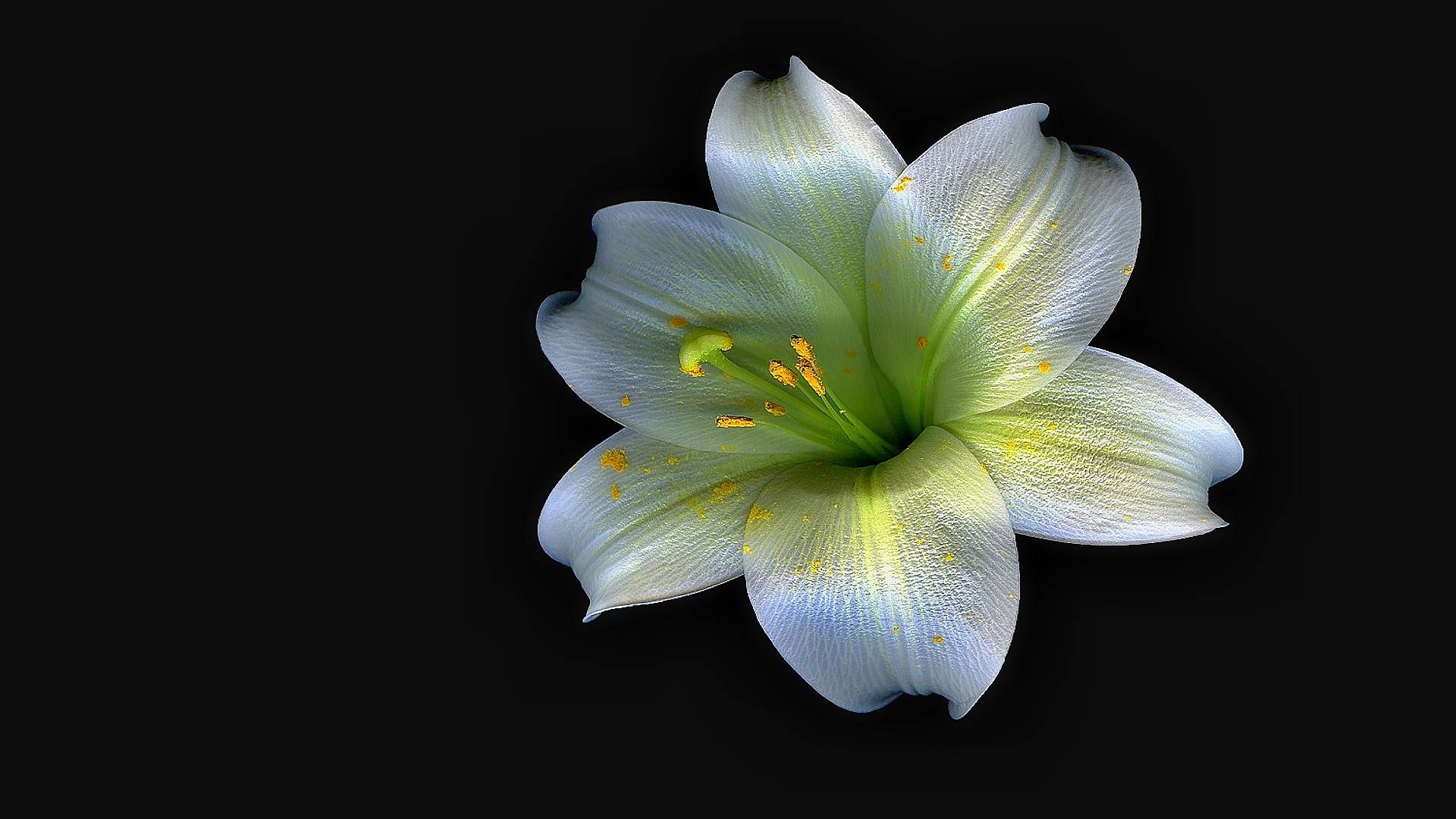 лили, белый