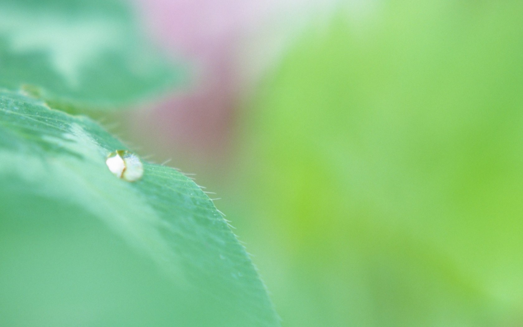 soft, focus