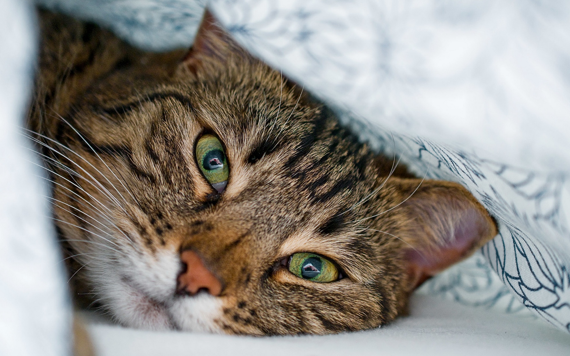 кот