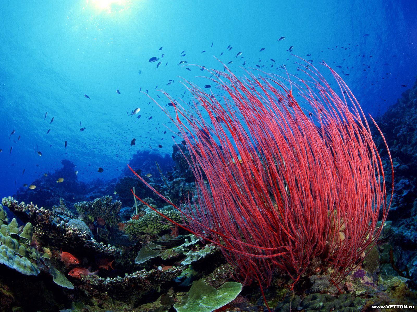 миро, underwater, journey