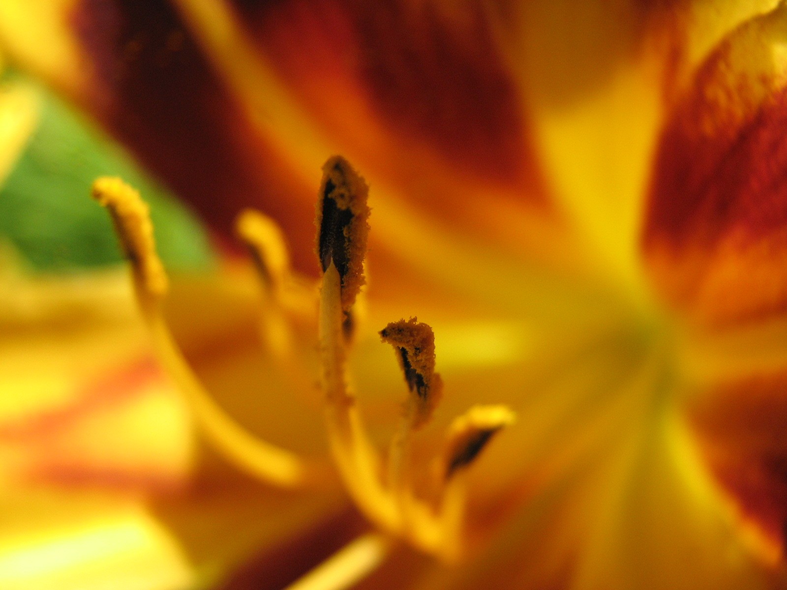 рэндом, уоллхэвен