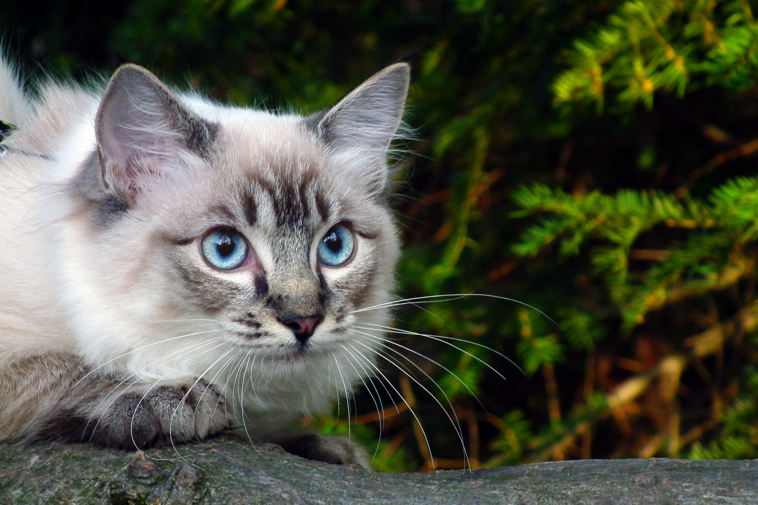 кот, свет