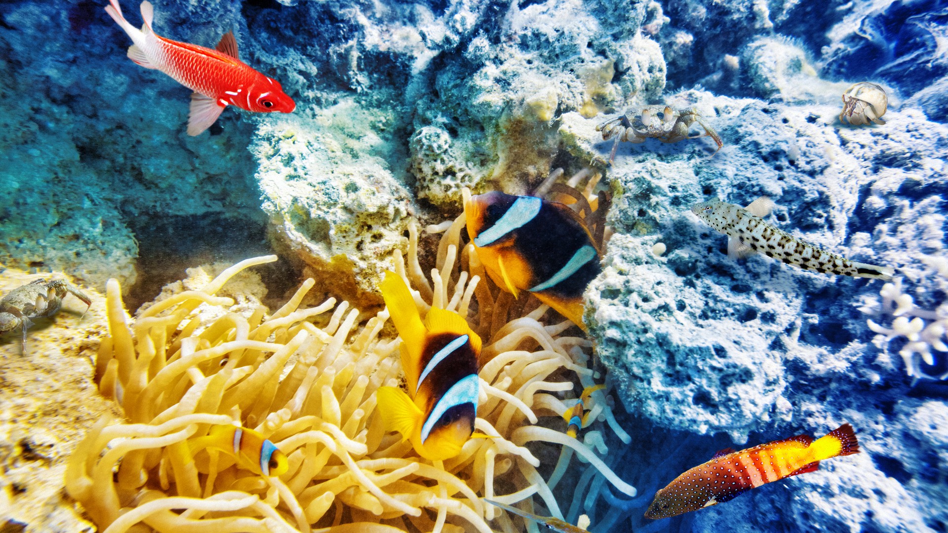underwater, ultra, world