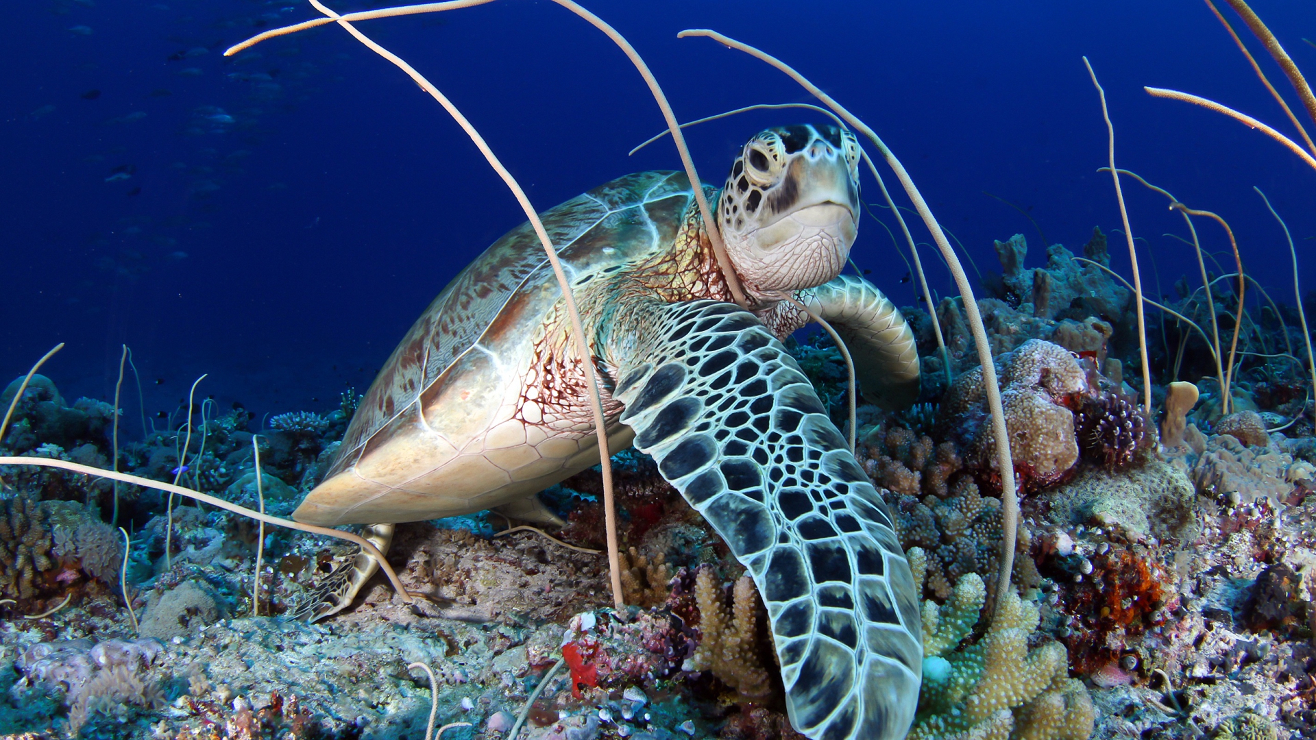 черепаха, море, underwater