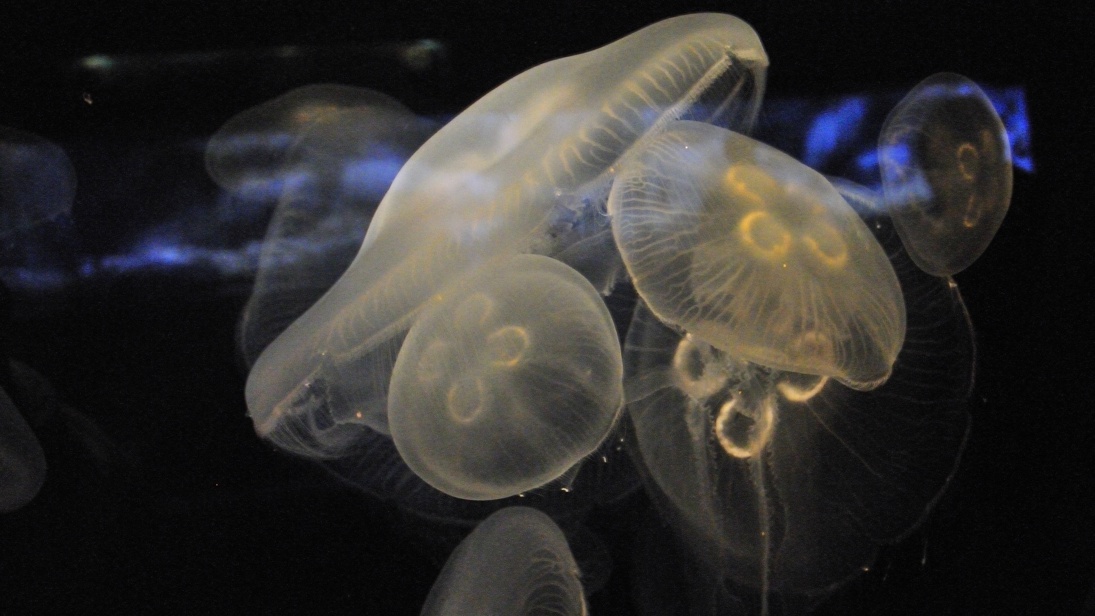 jellyfish, миро, underwater