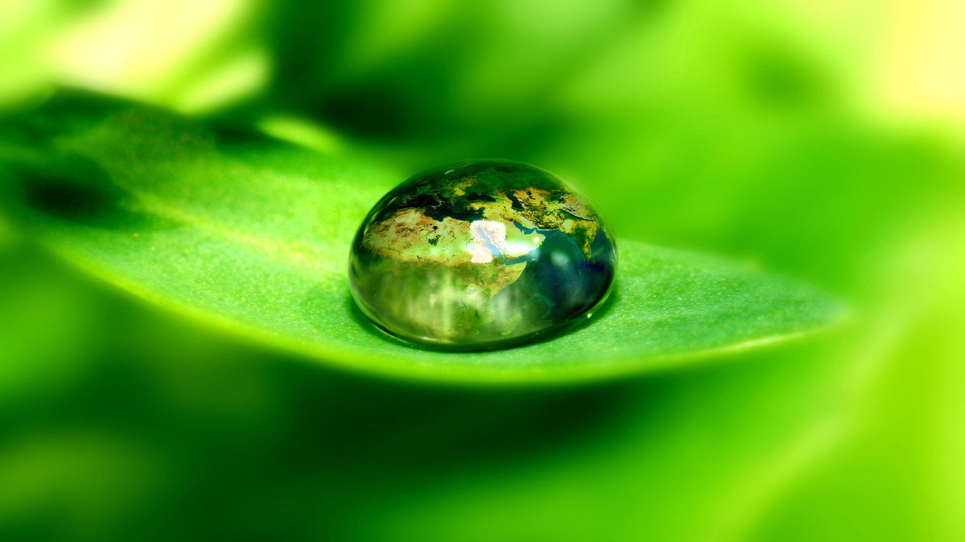 water, drop, leaf