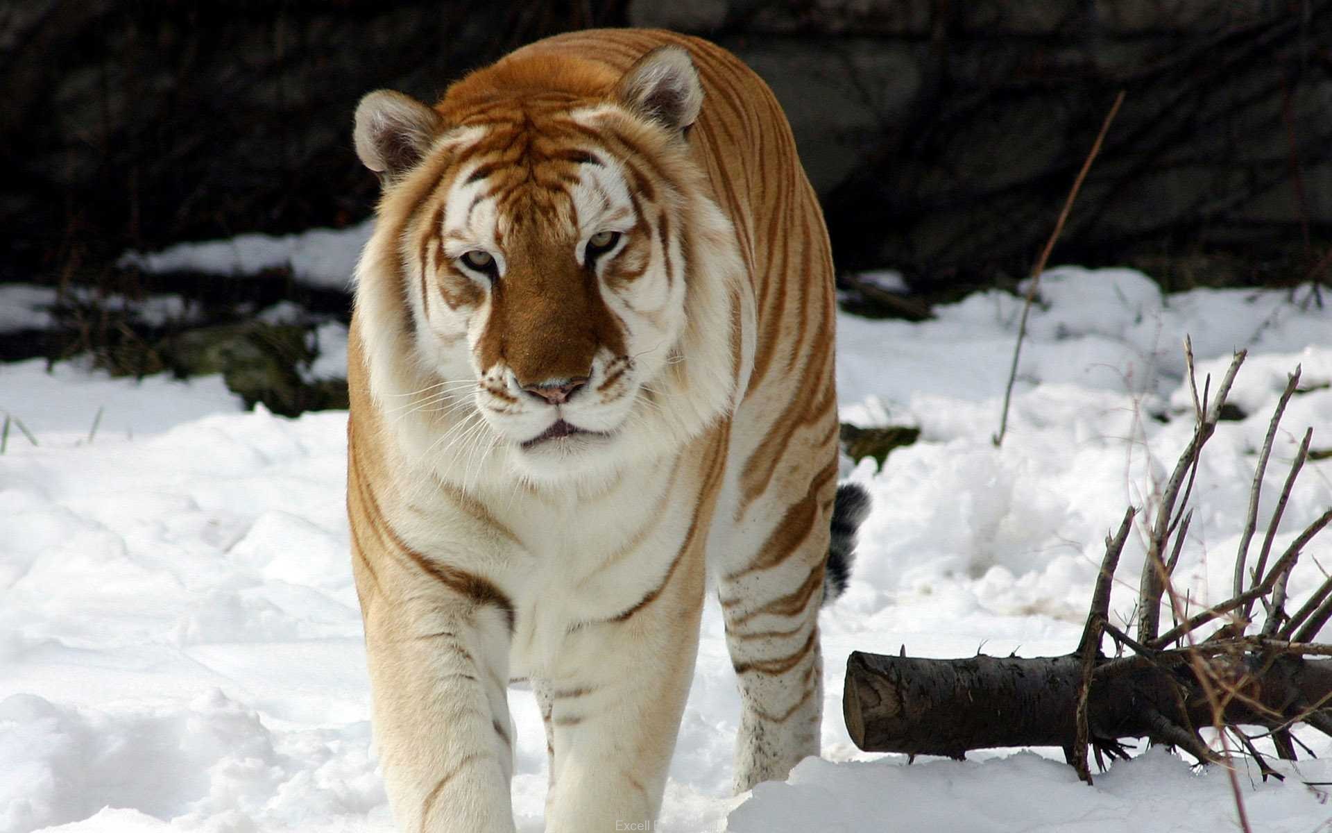 mundo, tigre, mais