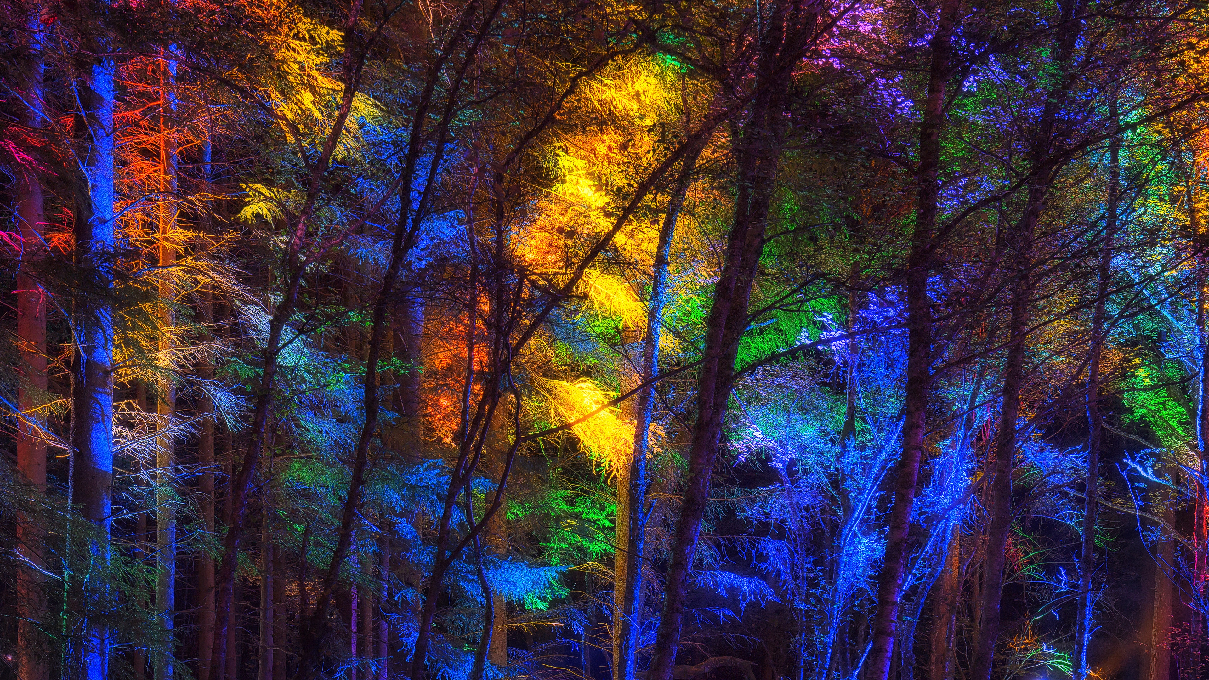 Разноцветный лес