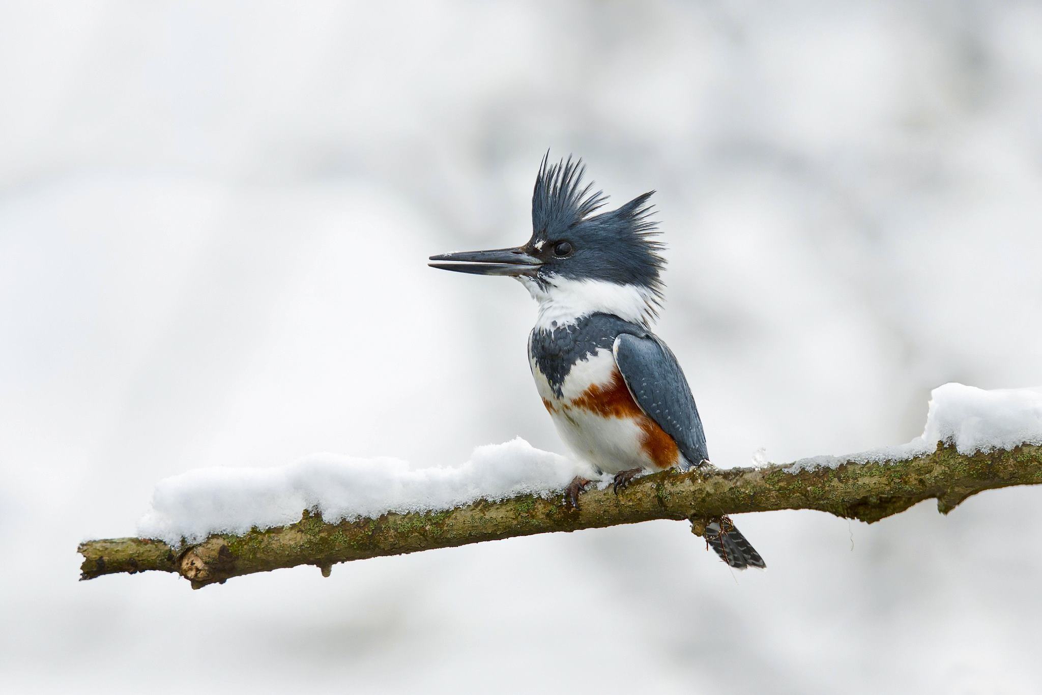 kingfisher