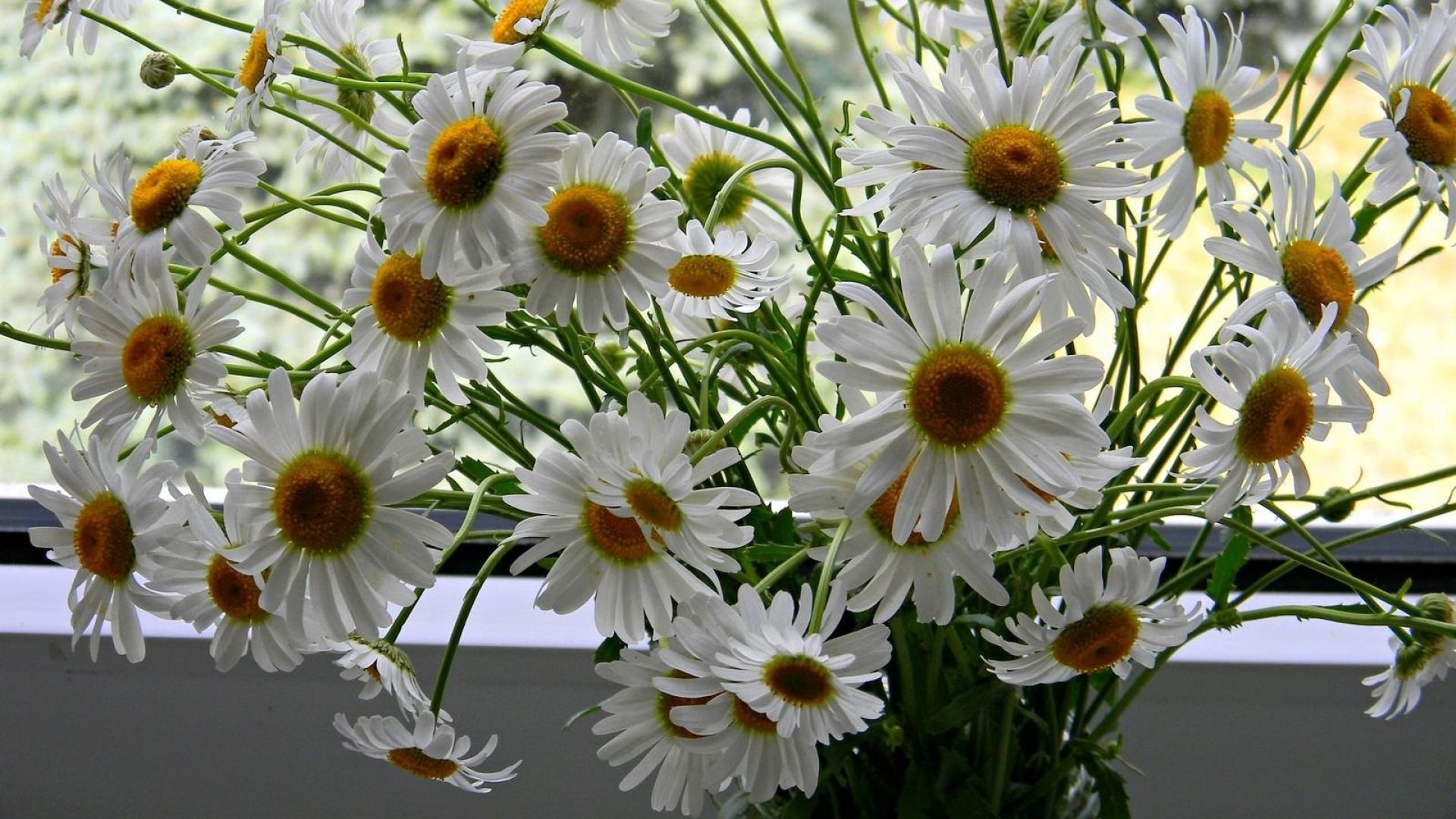 ромашка, букет, цветы