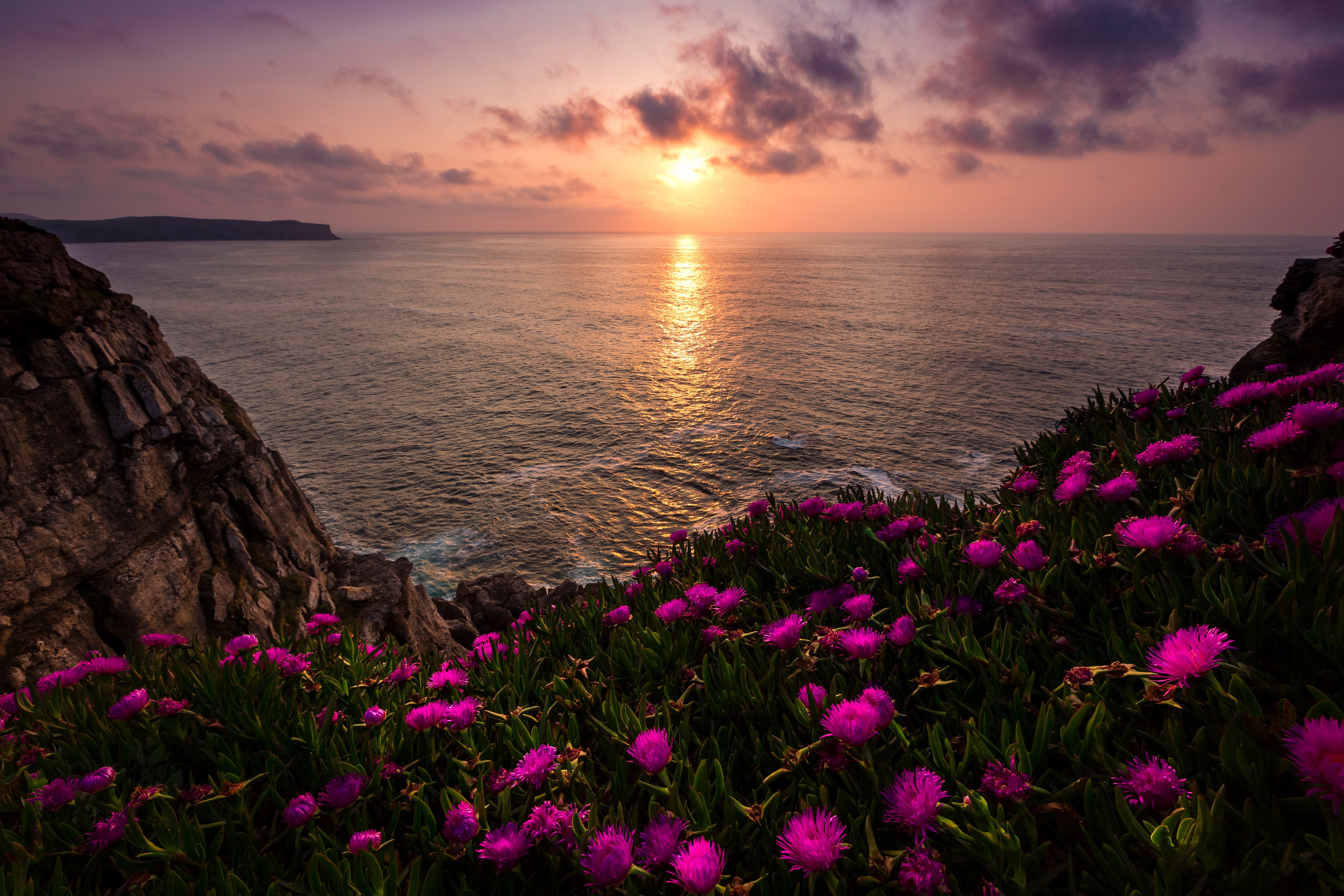 Яркие цветы на море. Природа море. Море солнце. Цветы и море. Закат.