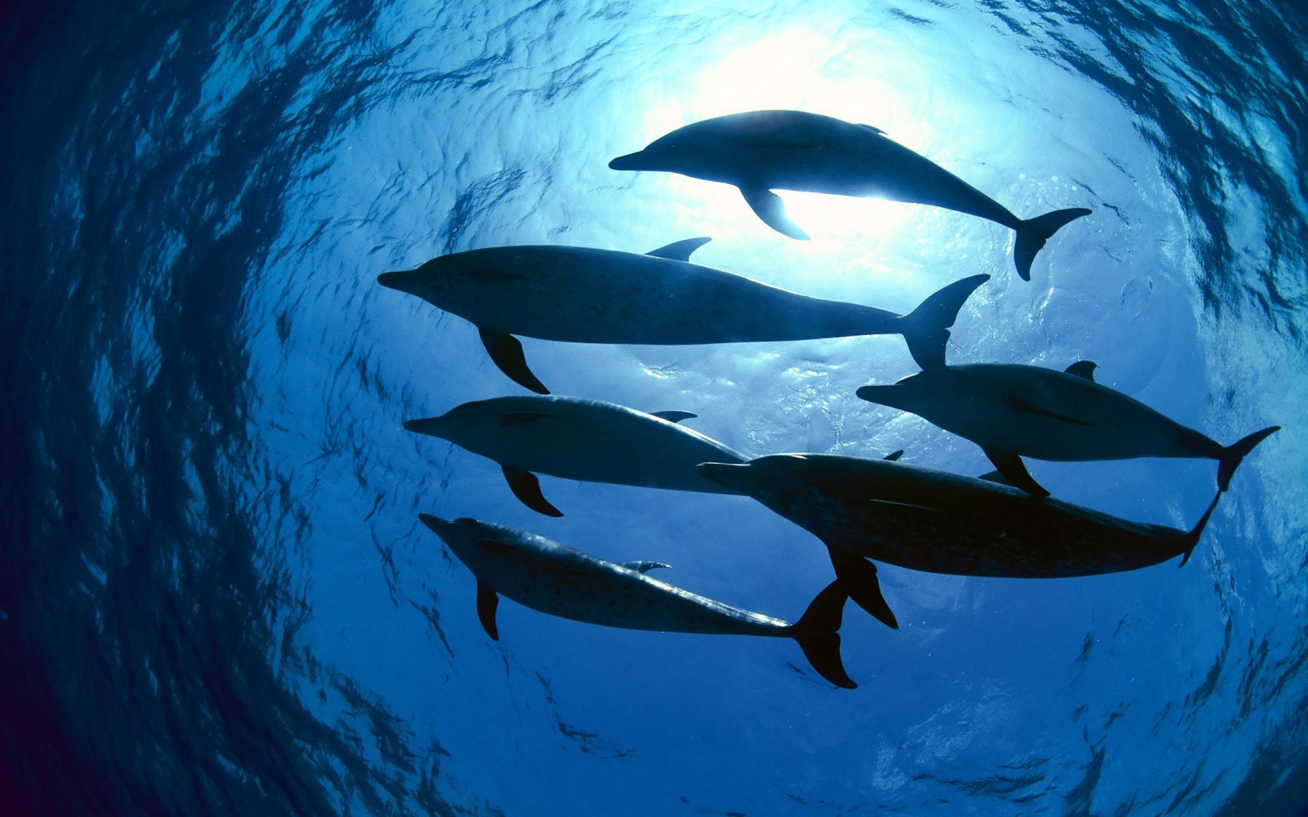 море, depth, дельфины