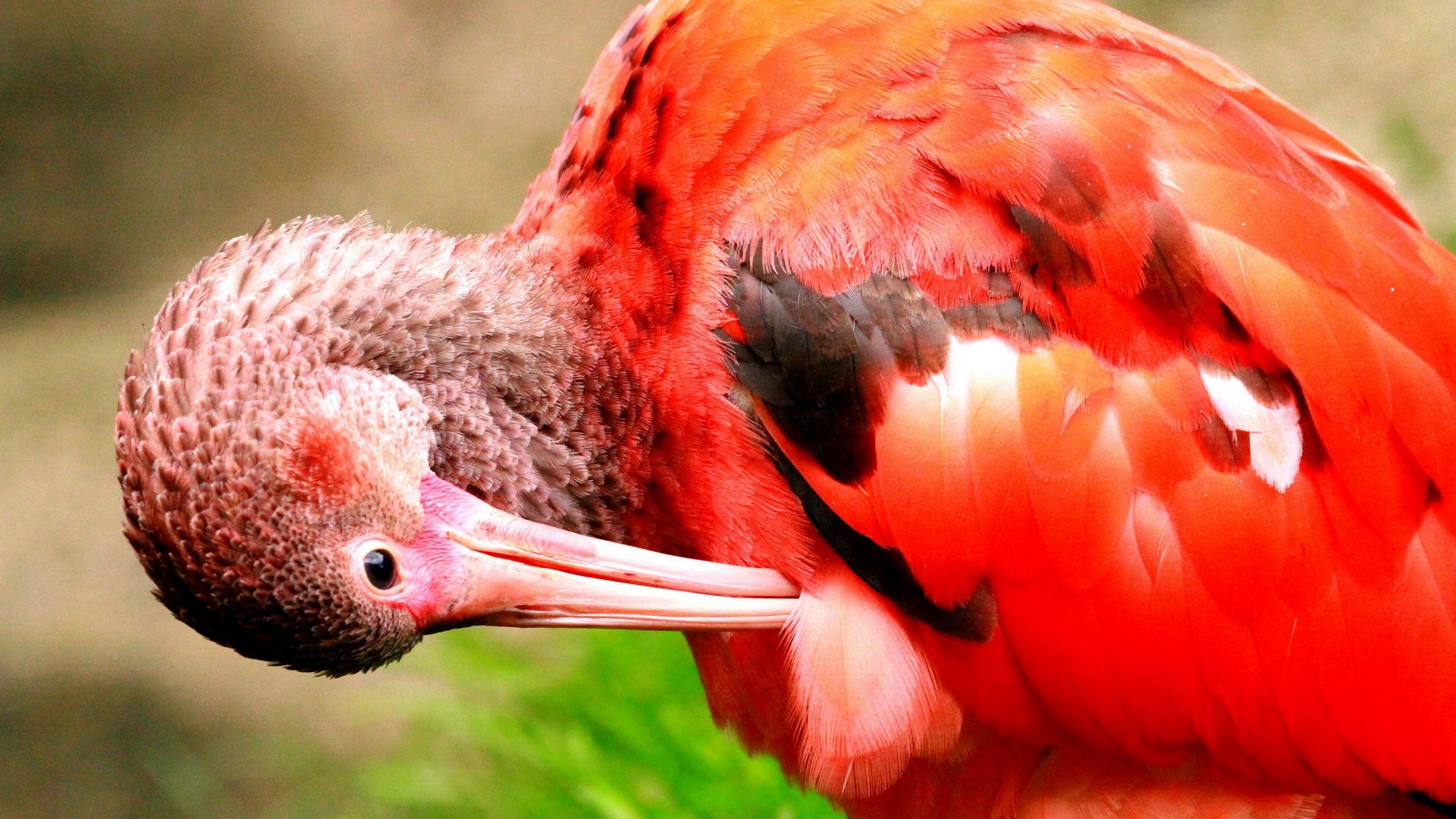 ибис, отто, саманный