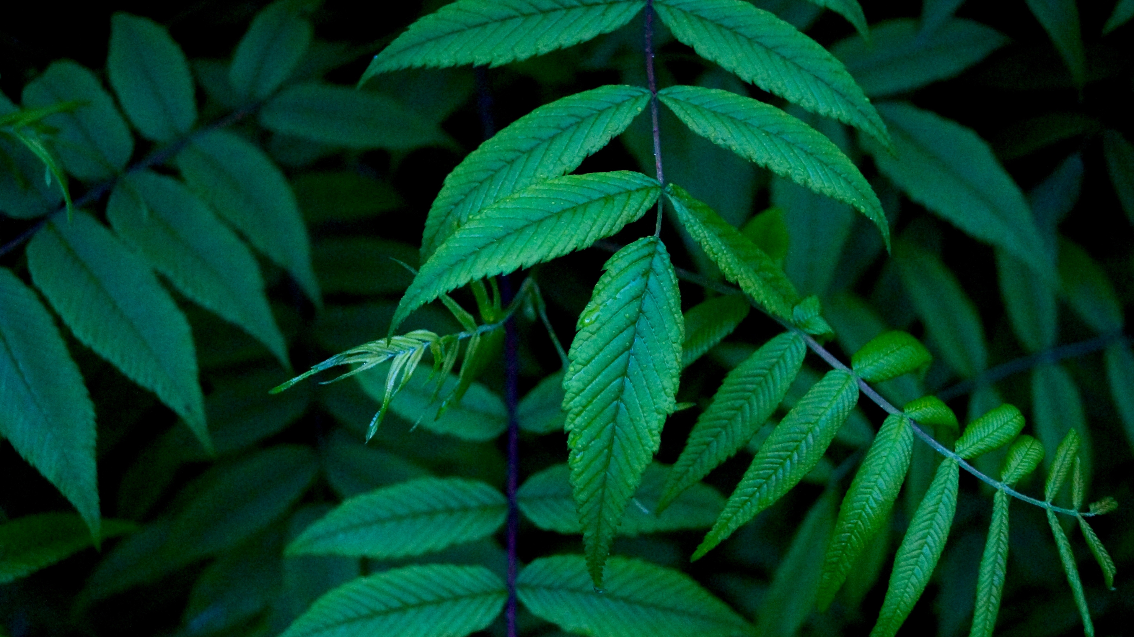 спа, дерево, природа